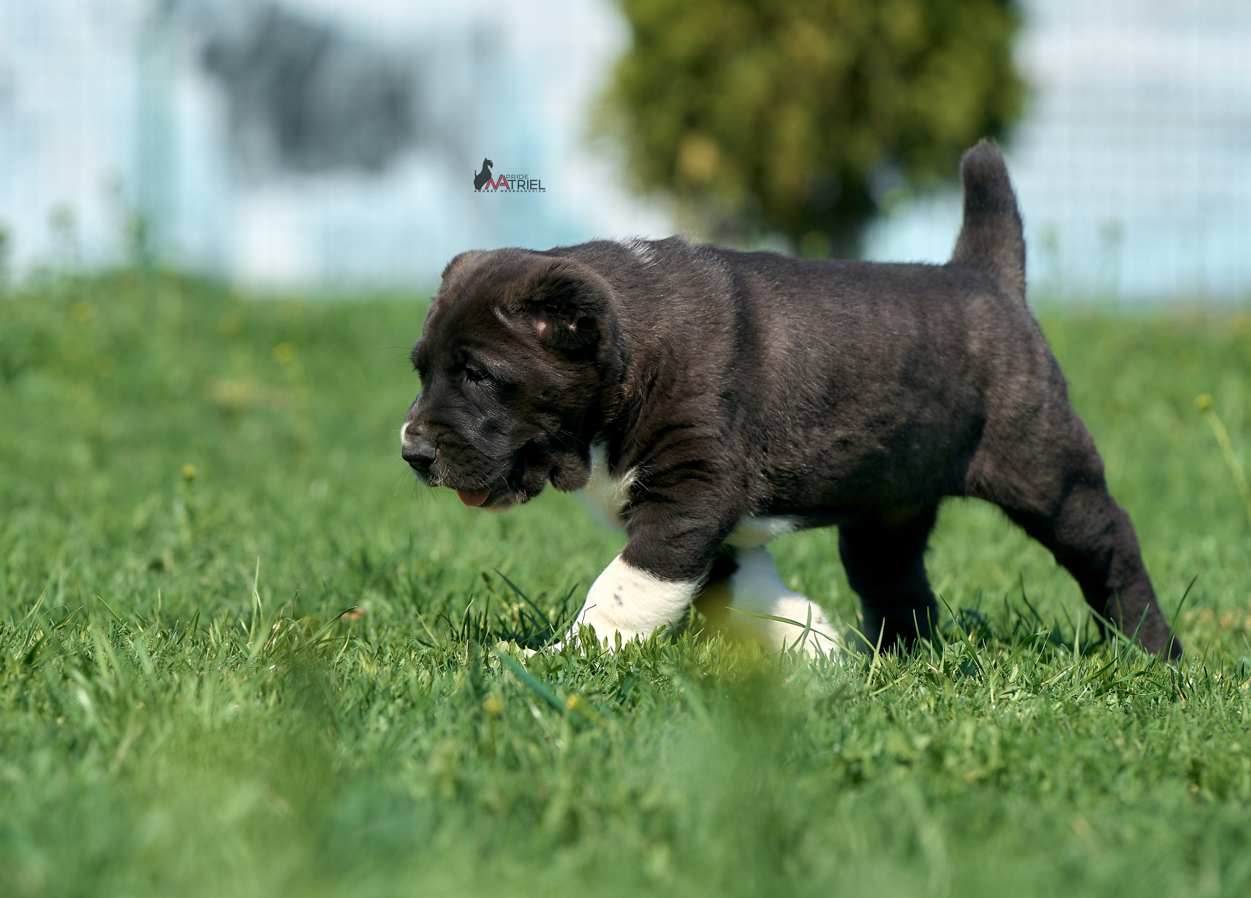Среднеазиаты — щенки и взрослые