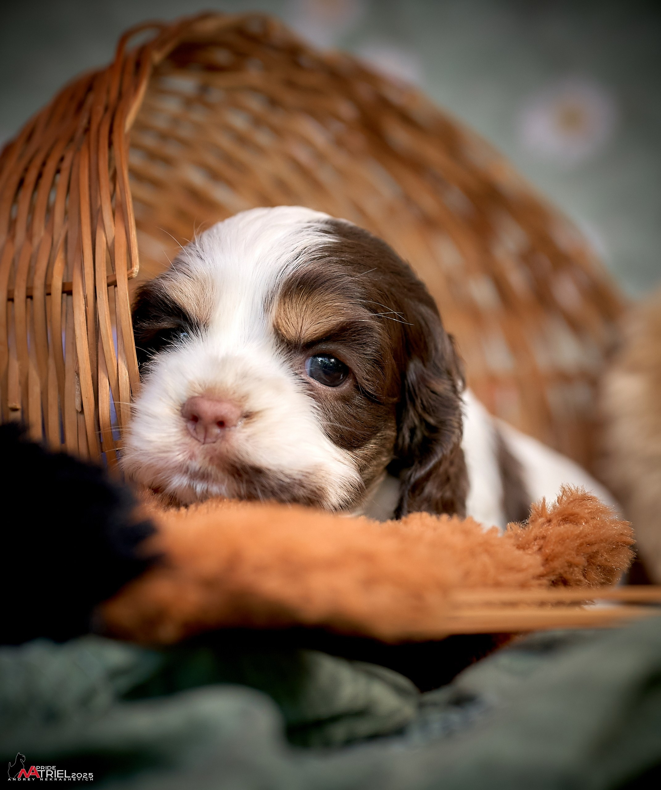 Щенки АмКокеров