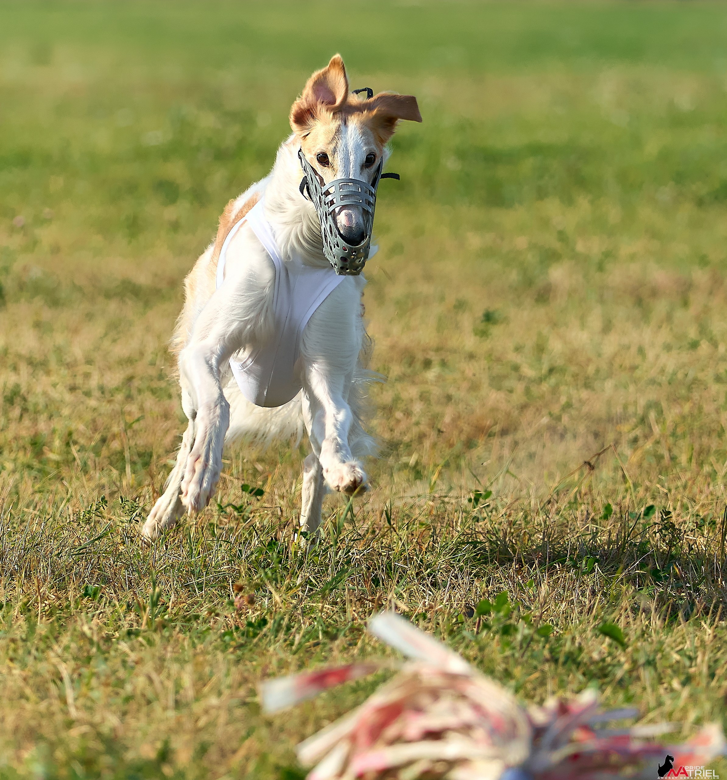 Съемка курсинг — галерея NATRIEL