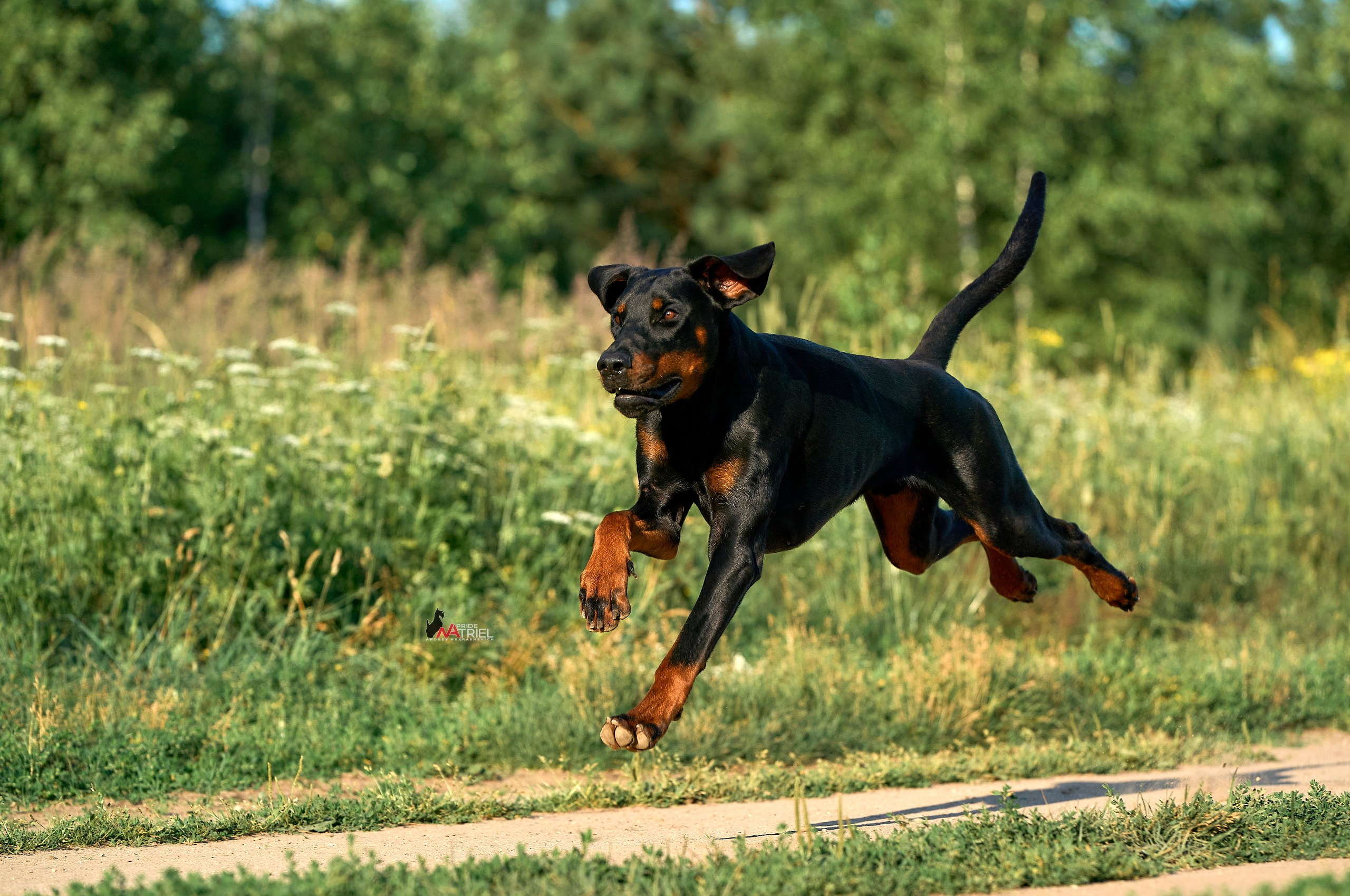 Прогулка в движении — галерея NATRIEL