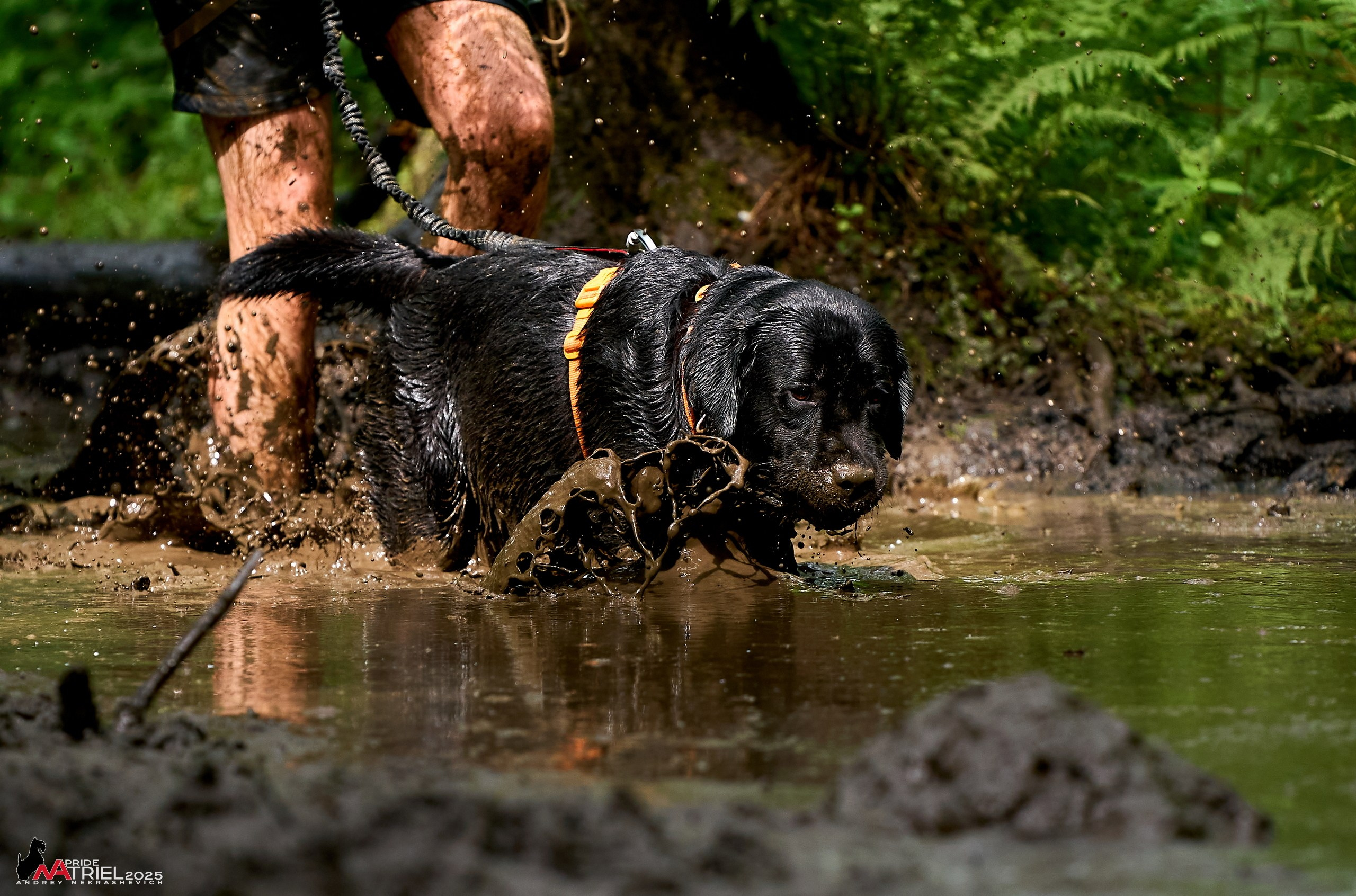 Russian Extreme Dog Trail — 2025