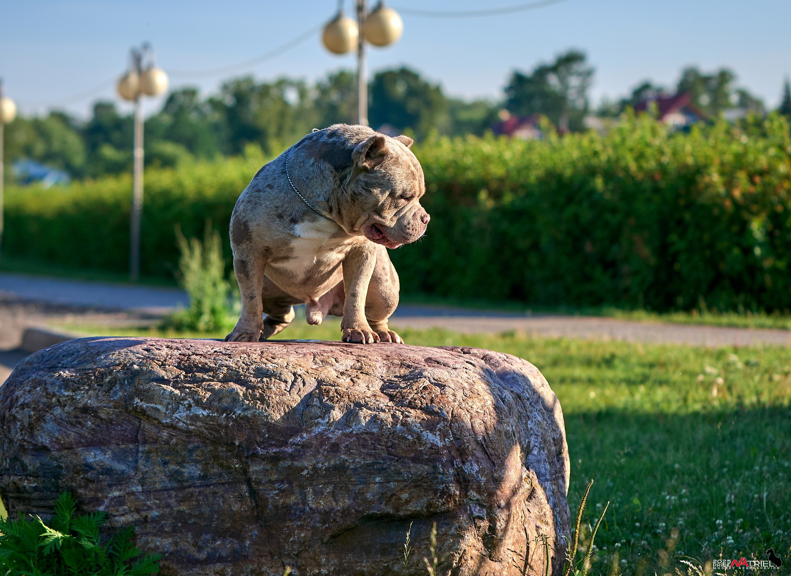 Съемка собак породы булли на природе