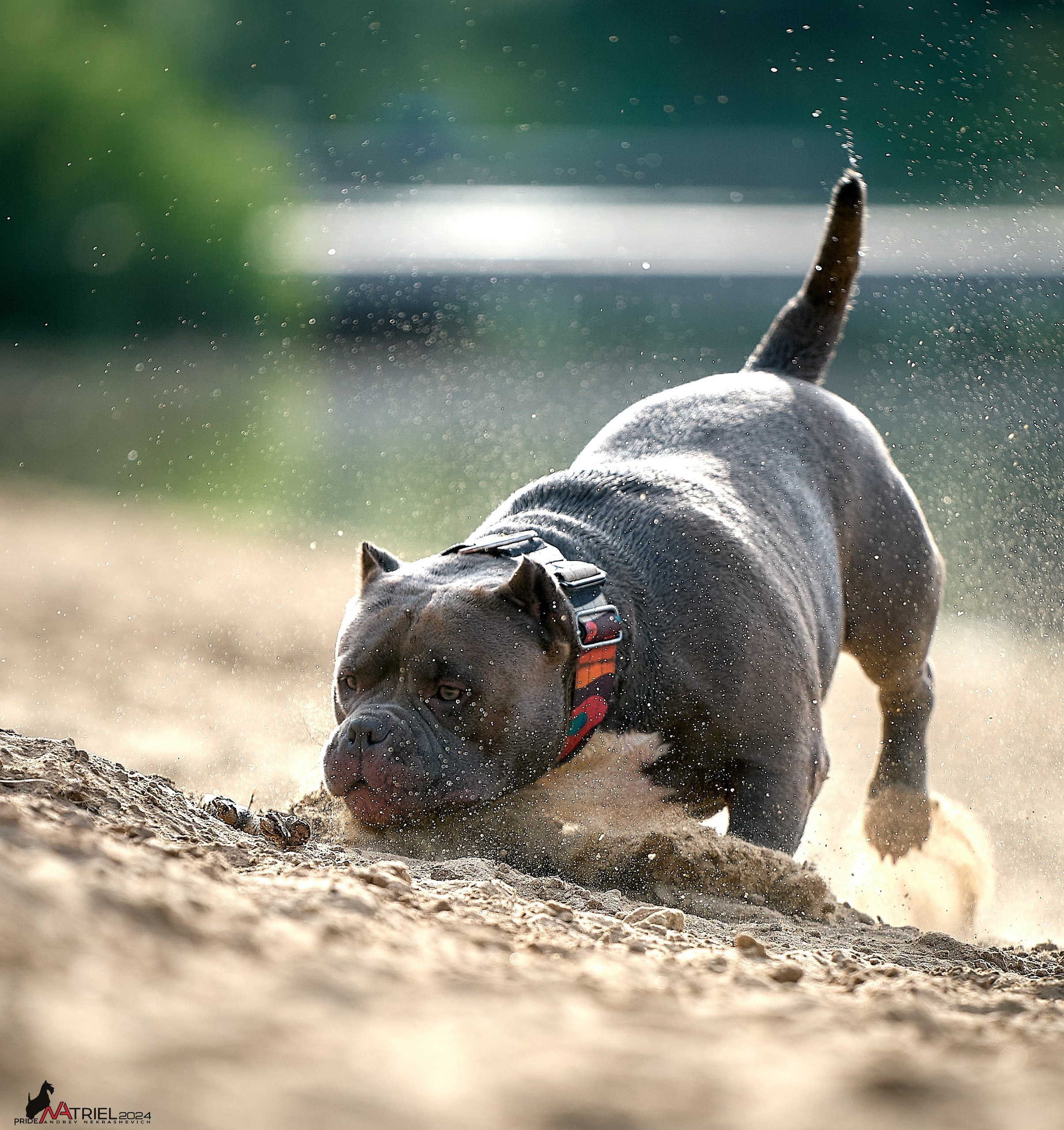 Фотопрогулка с булли