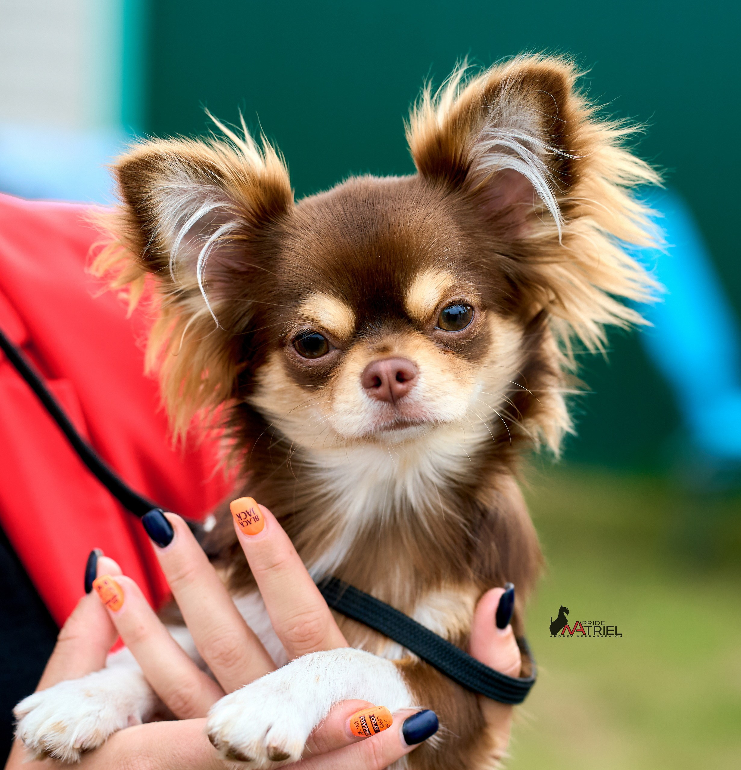 Портреты собак — галерея NATRIEL