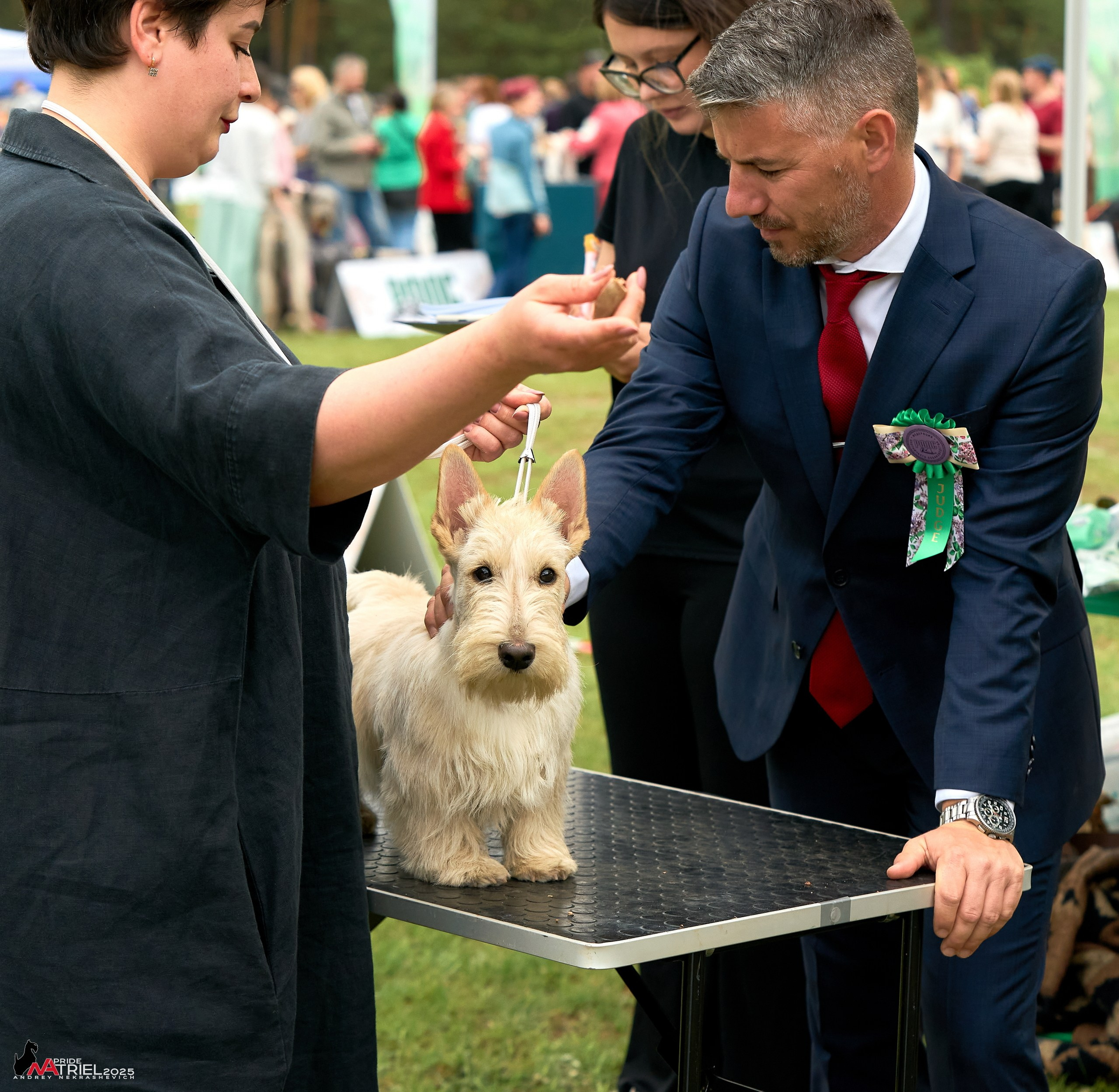 Выставка собак Суздаль-Владимир