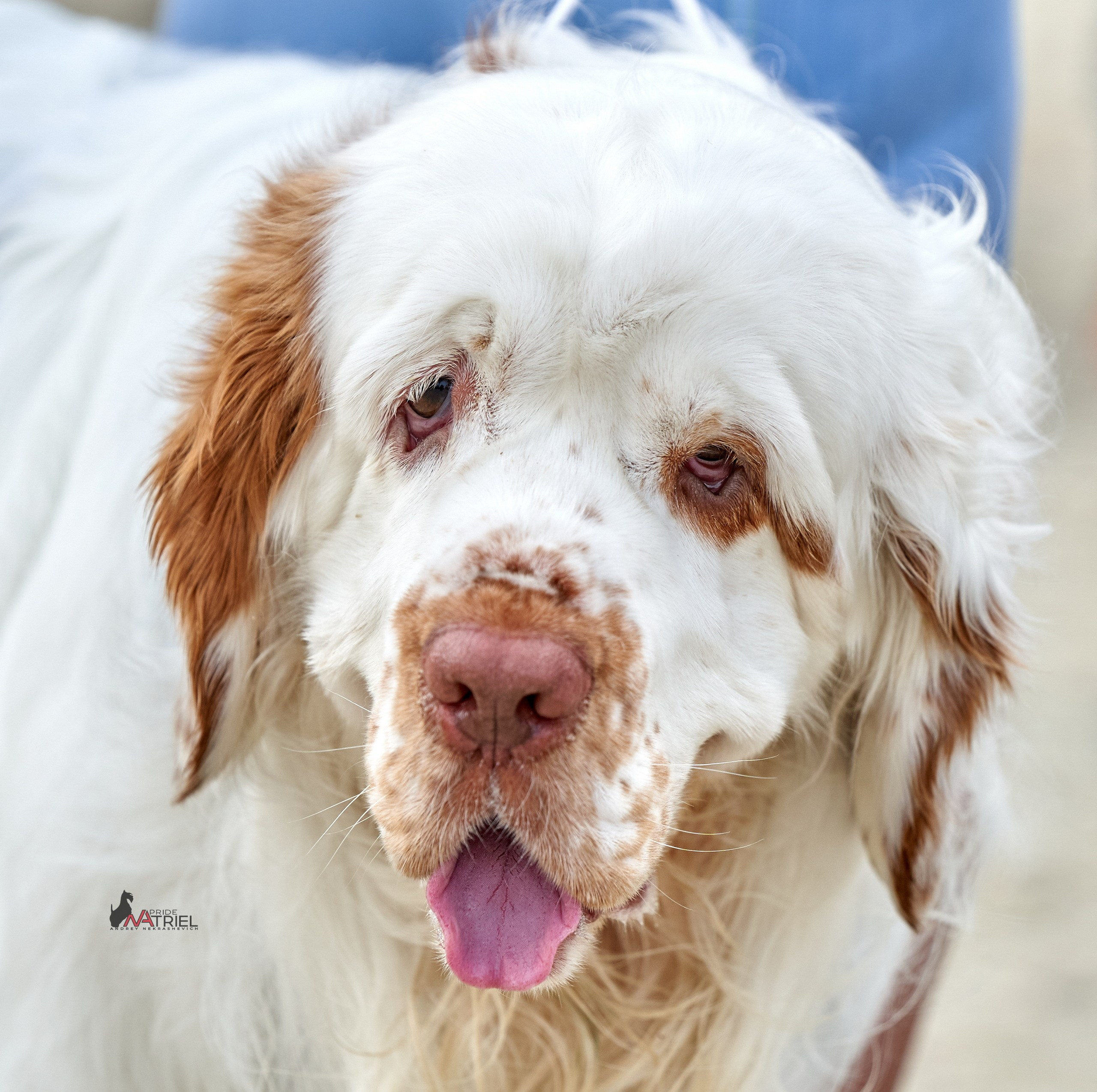 Портреты собак — галерея NATRIEL