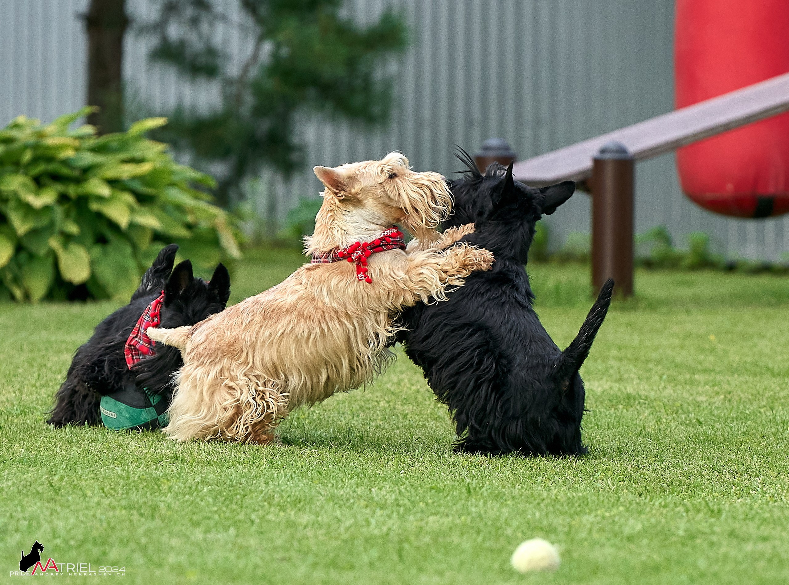 Скотчесемья «ИмпериалИти»