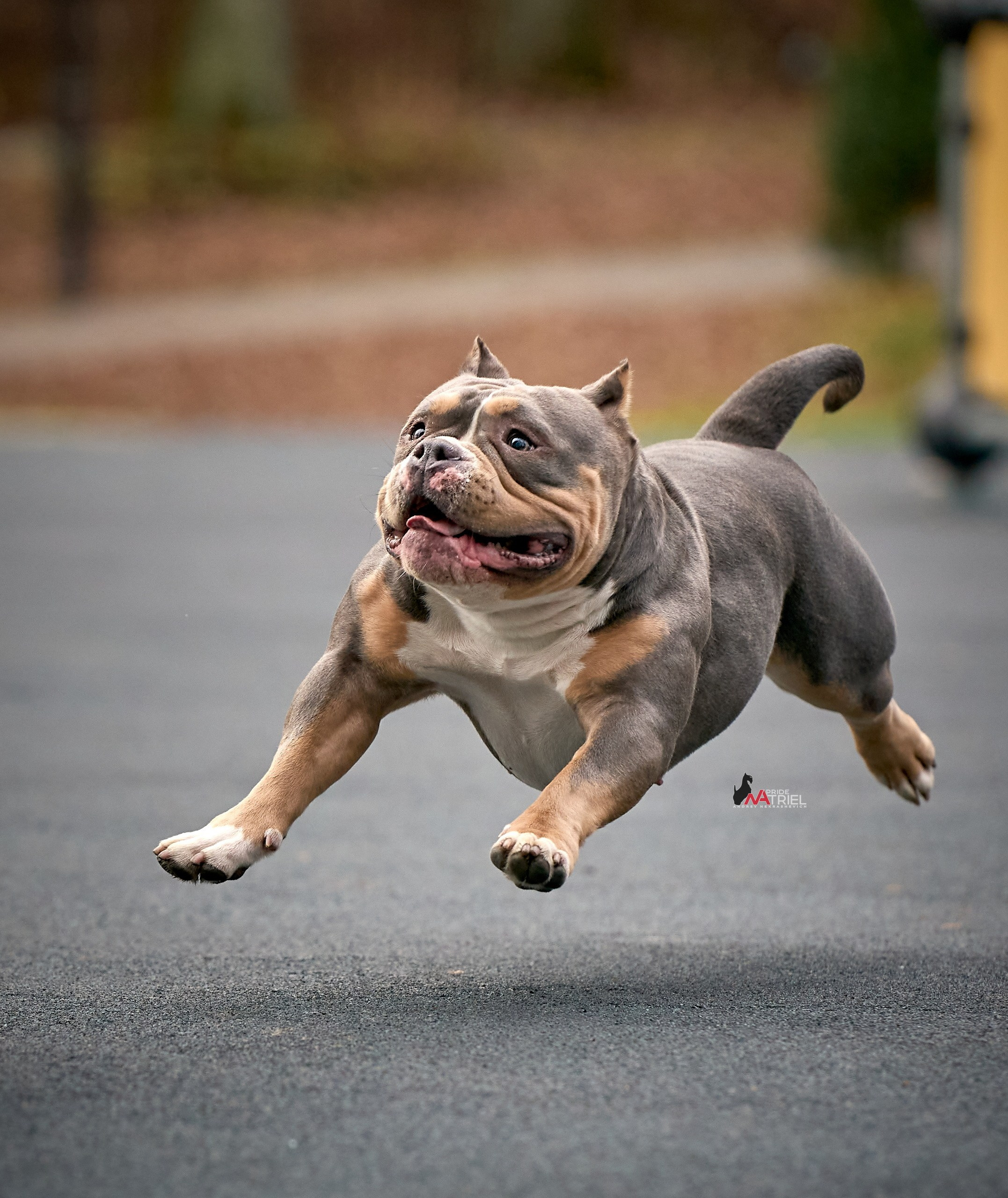 Прогулка в движении — галерея NATRIEL