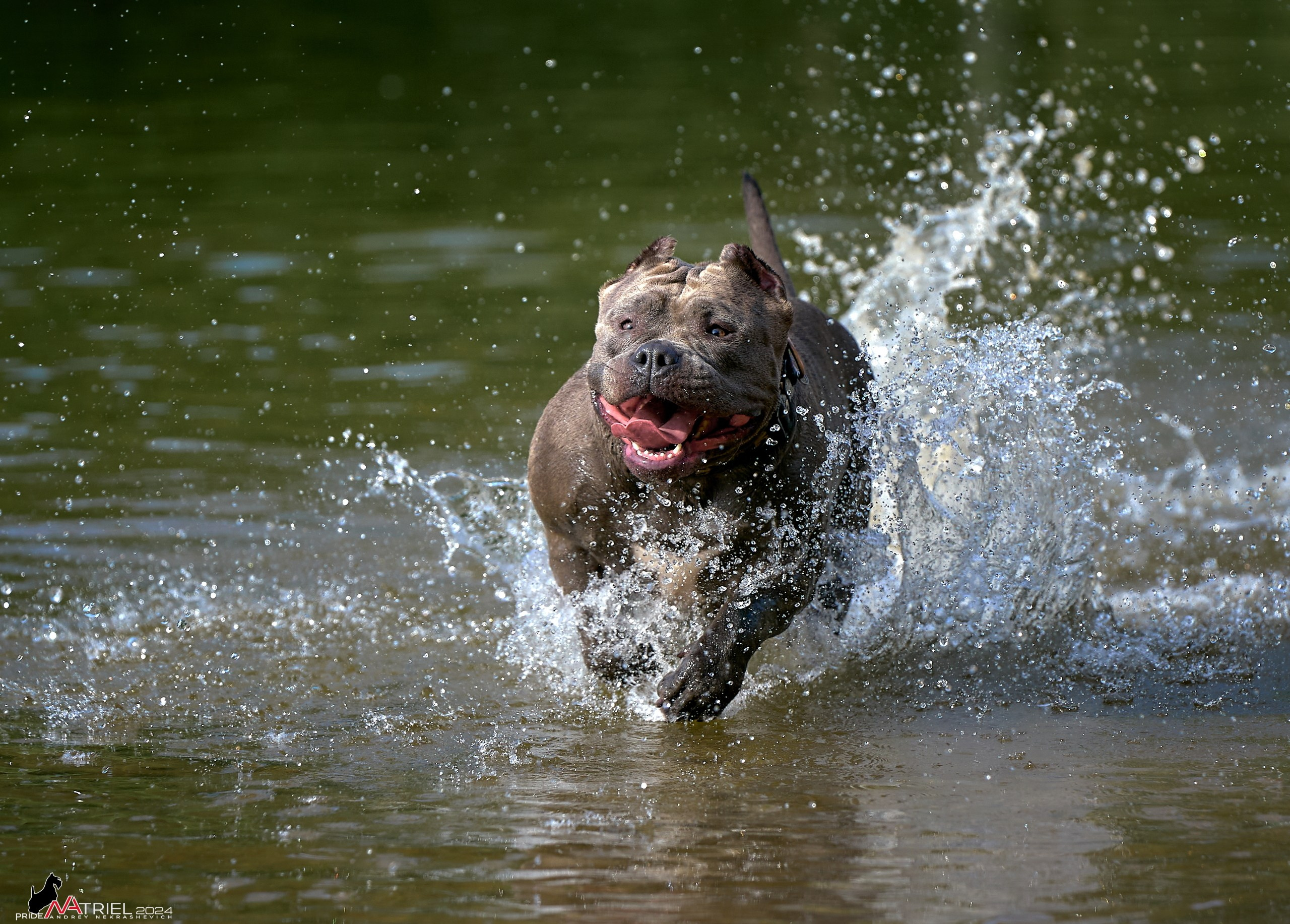 Фотопрогулка с булли