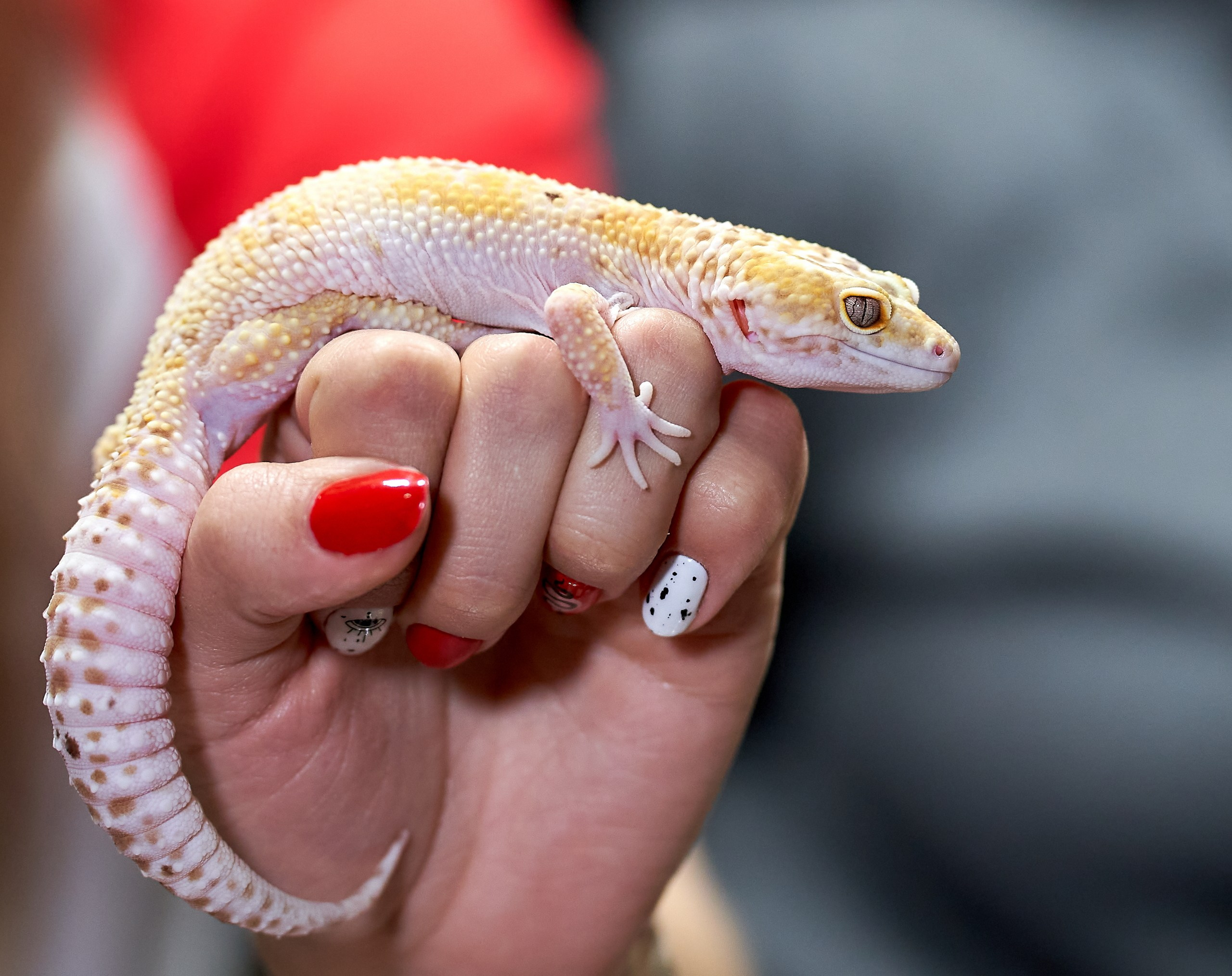 Рептилии — галерея NATRIEL