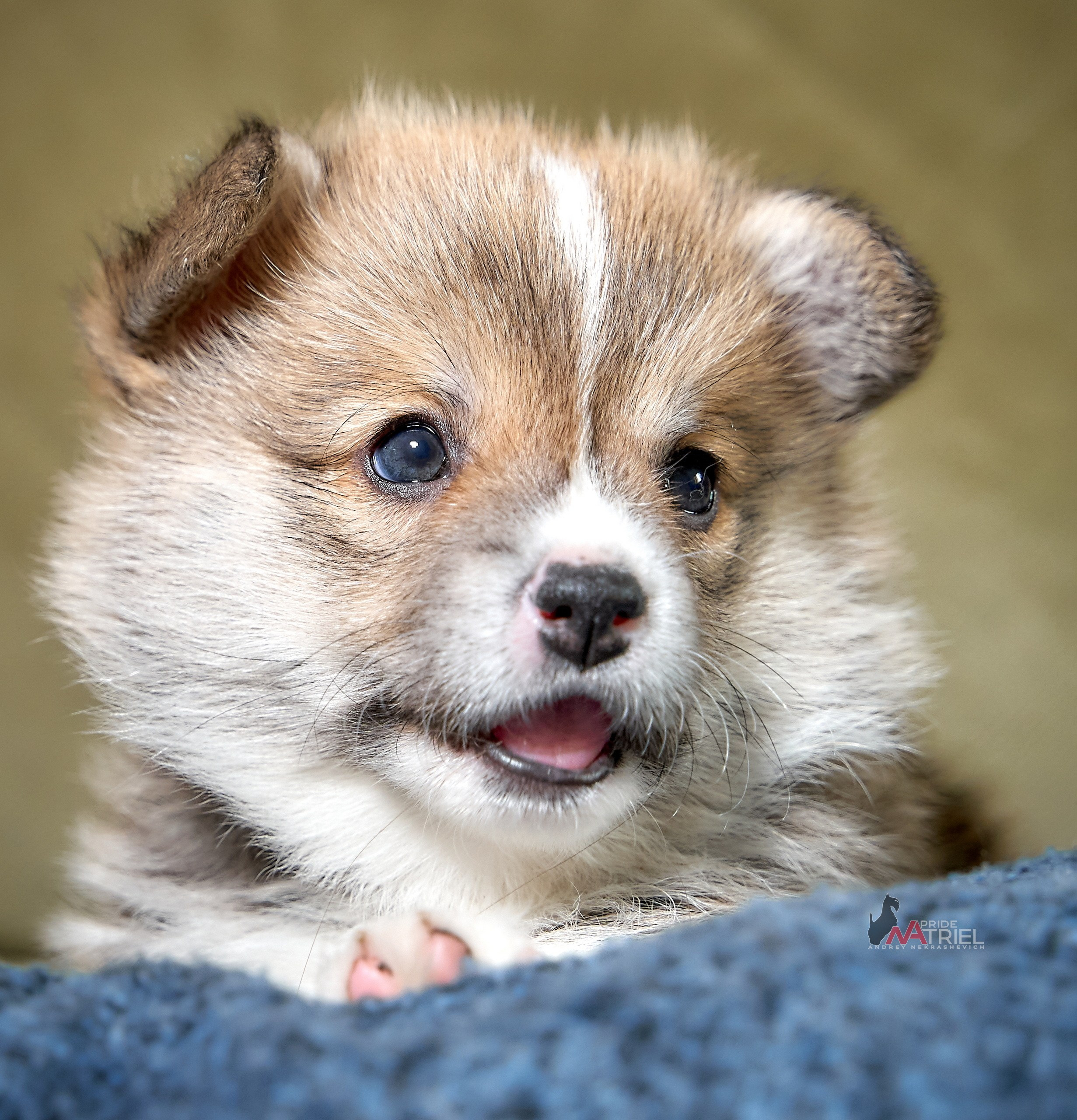 Щенки дома — галерея NATRIEL