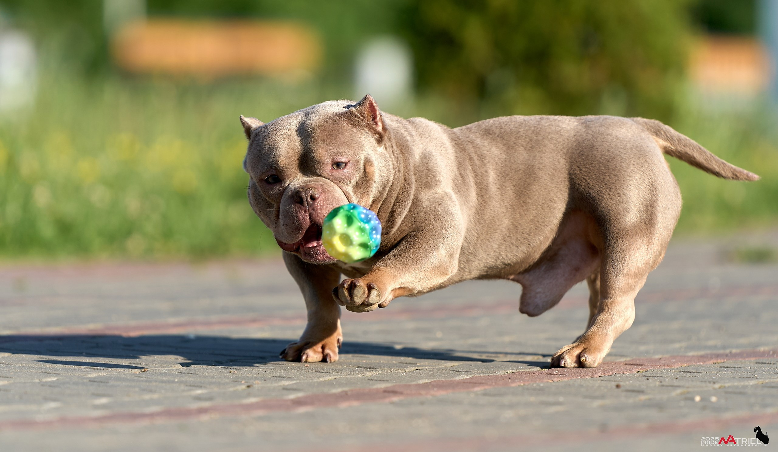 Съемка собак породы булли на природе