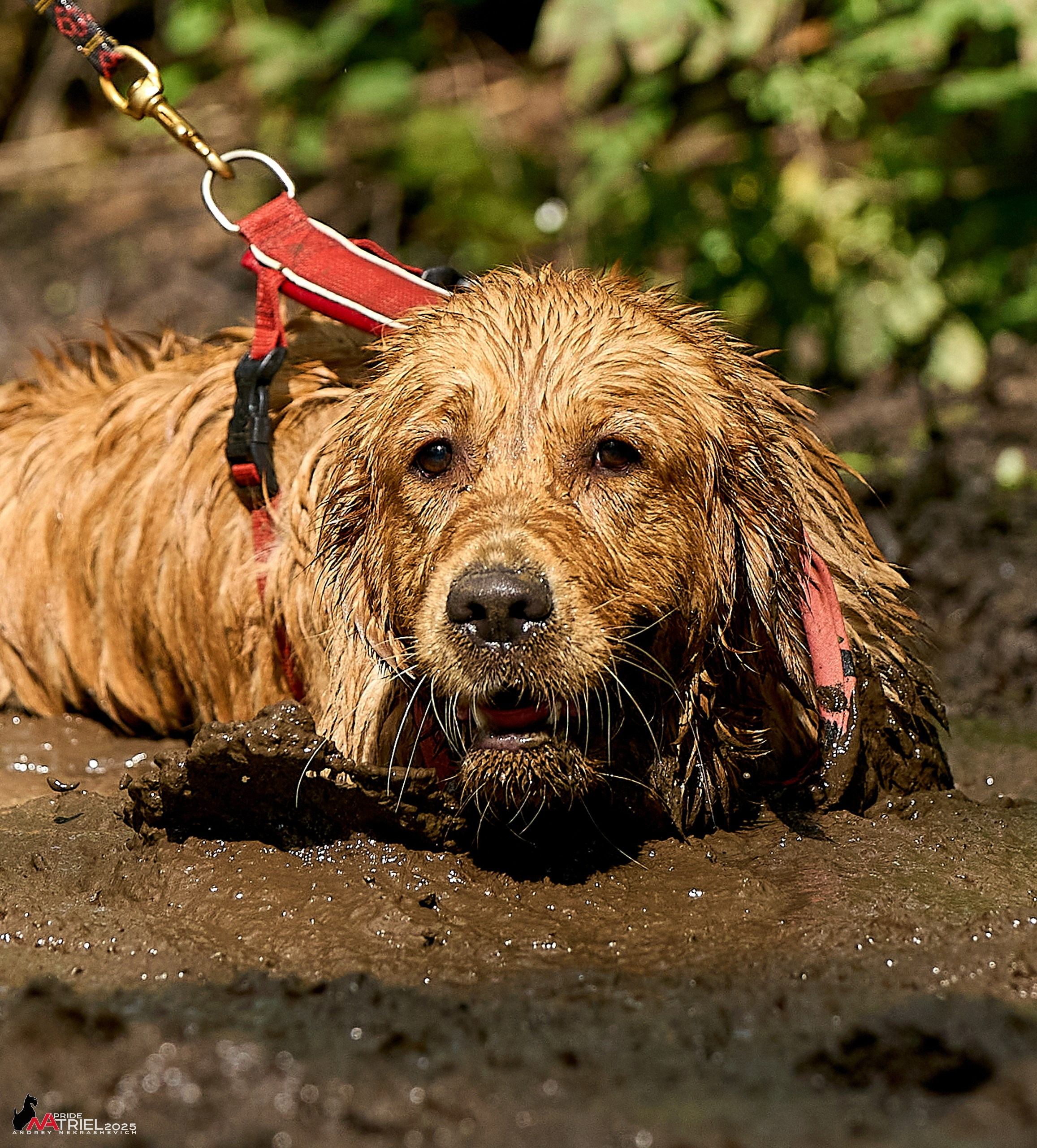 Russian Extreme Dog Trail — 2025