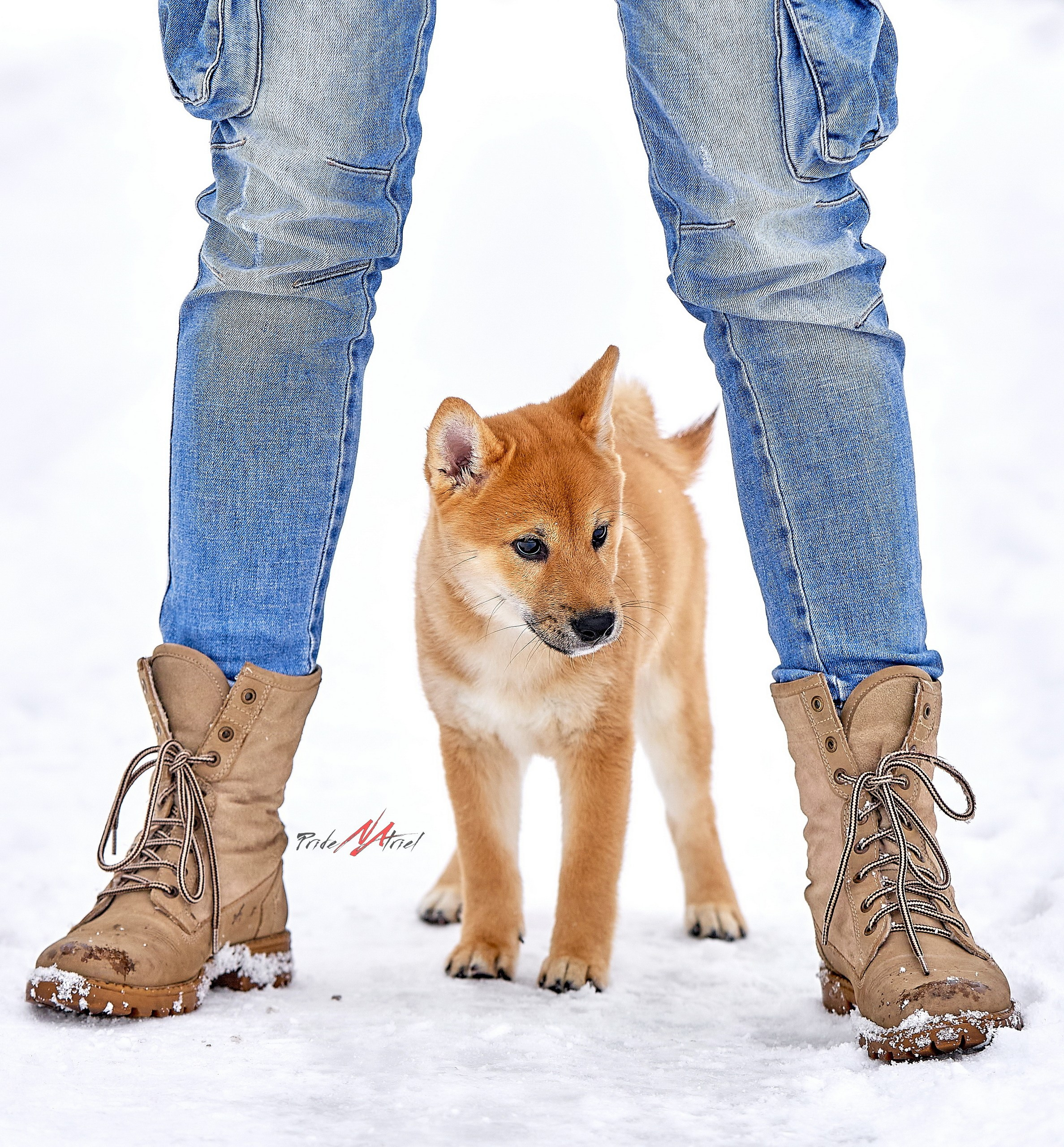 Щенки с людьми — галерея NATRIEL