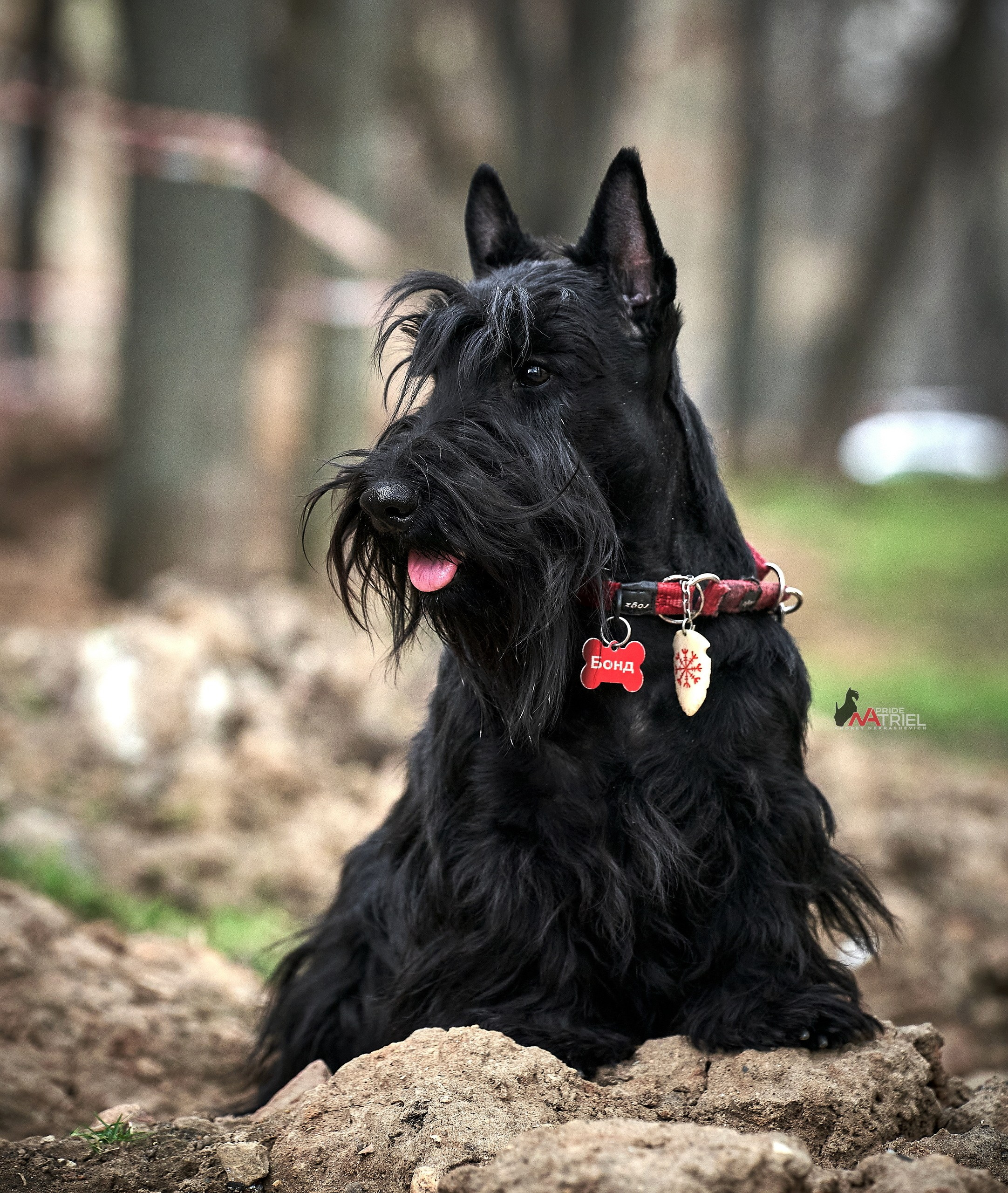 Портреты собак — галерея NATRIEL