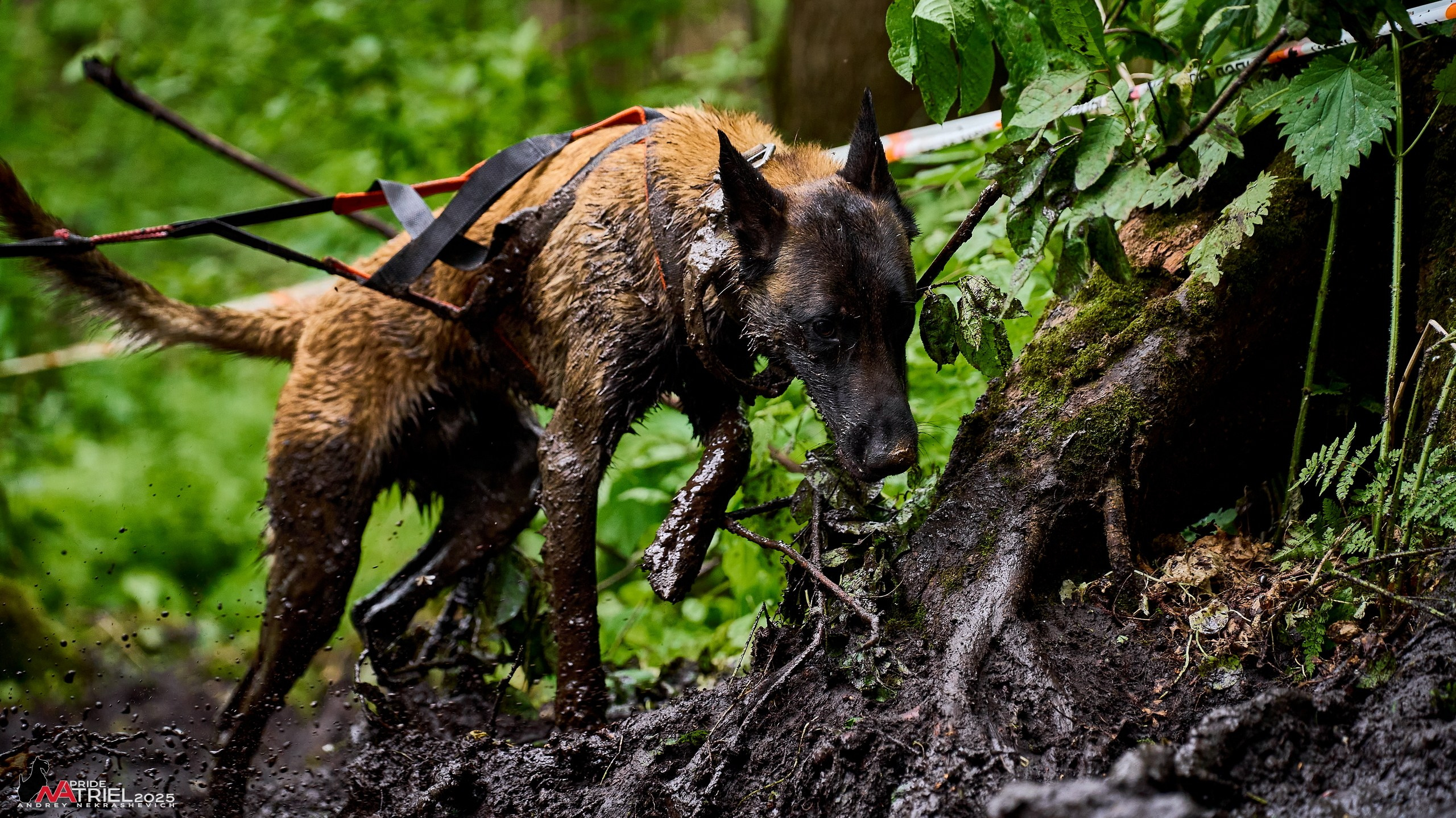 Russian Extreme Dog Trail — 2025
