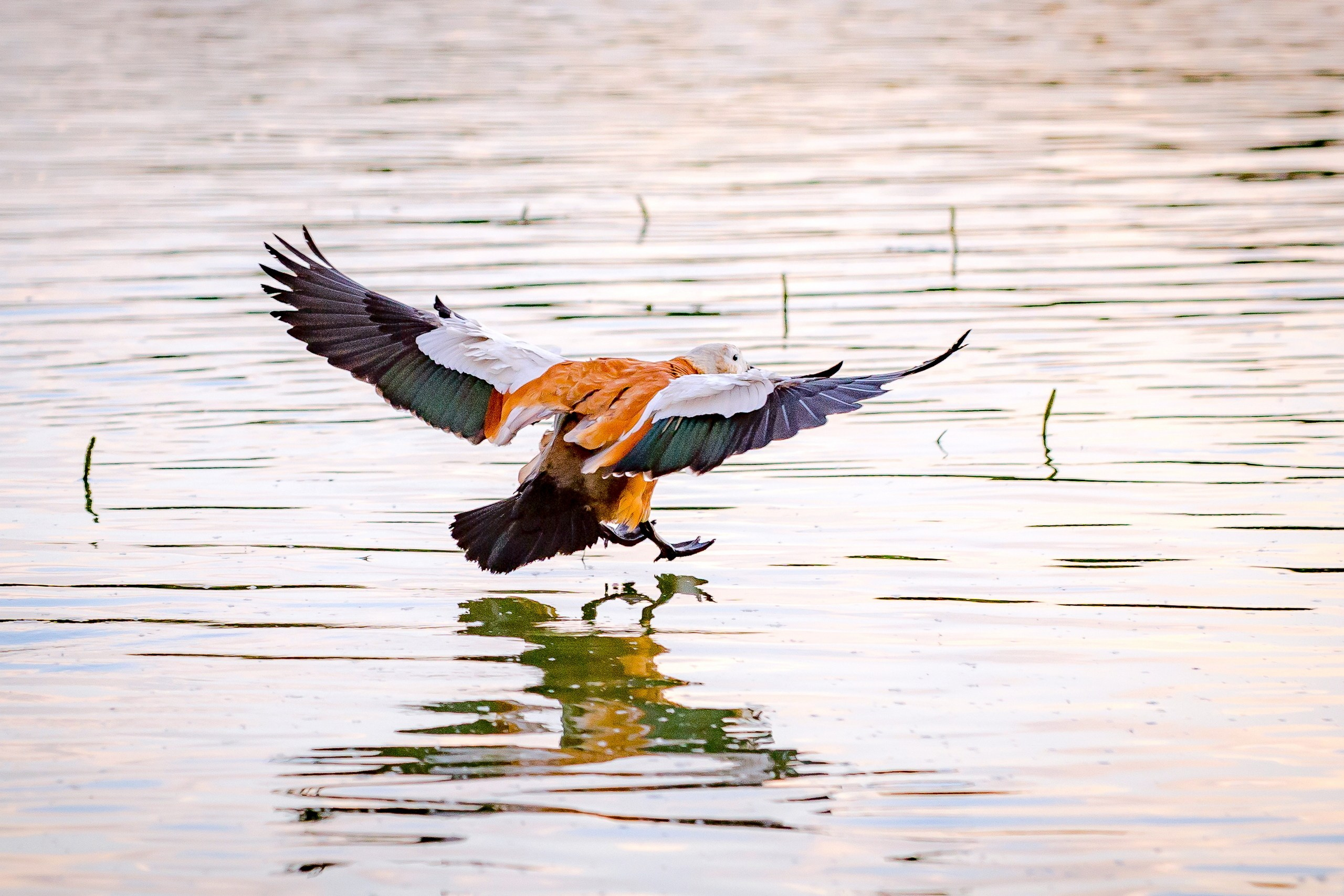 Фото птиц — галерея NATRIEL