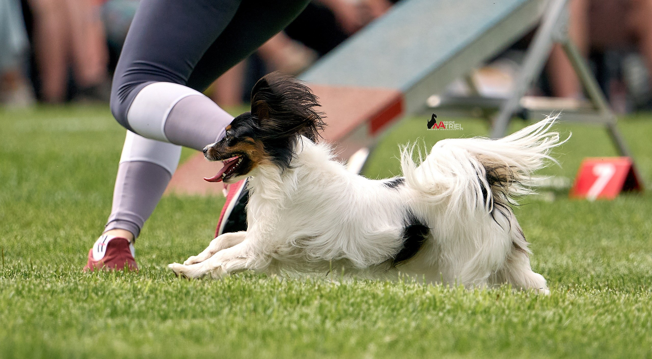 Аджилити — галерея NATRIEL