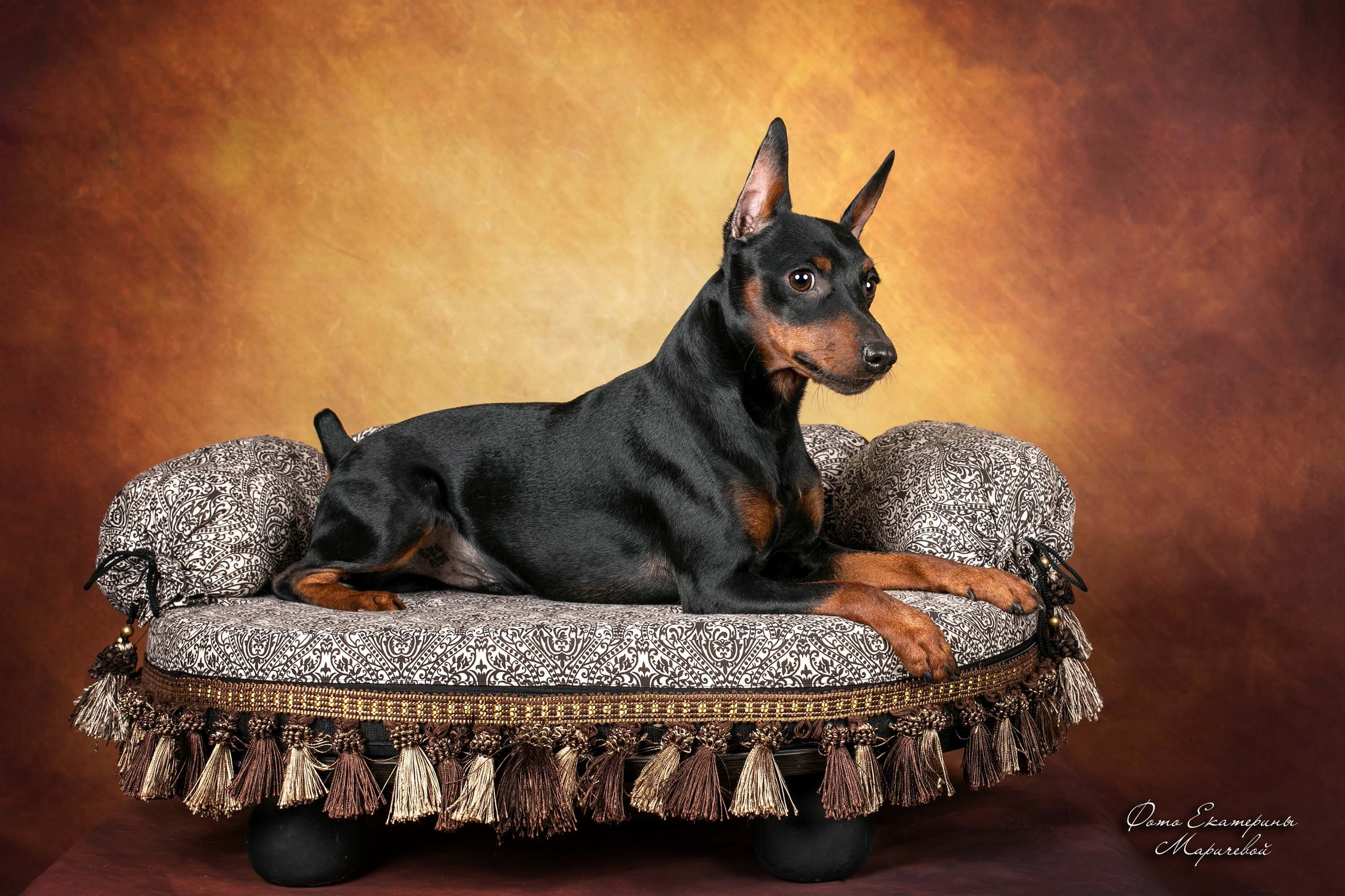 Коричневые фоны. Фотограф-анималист в Омске Екатерина Маричева