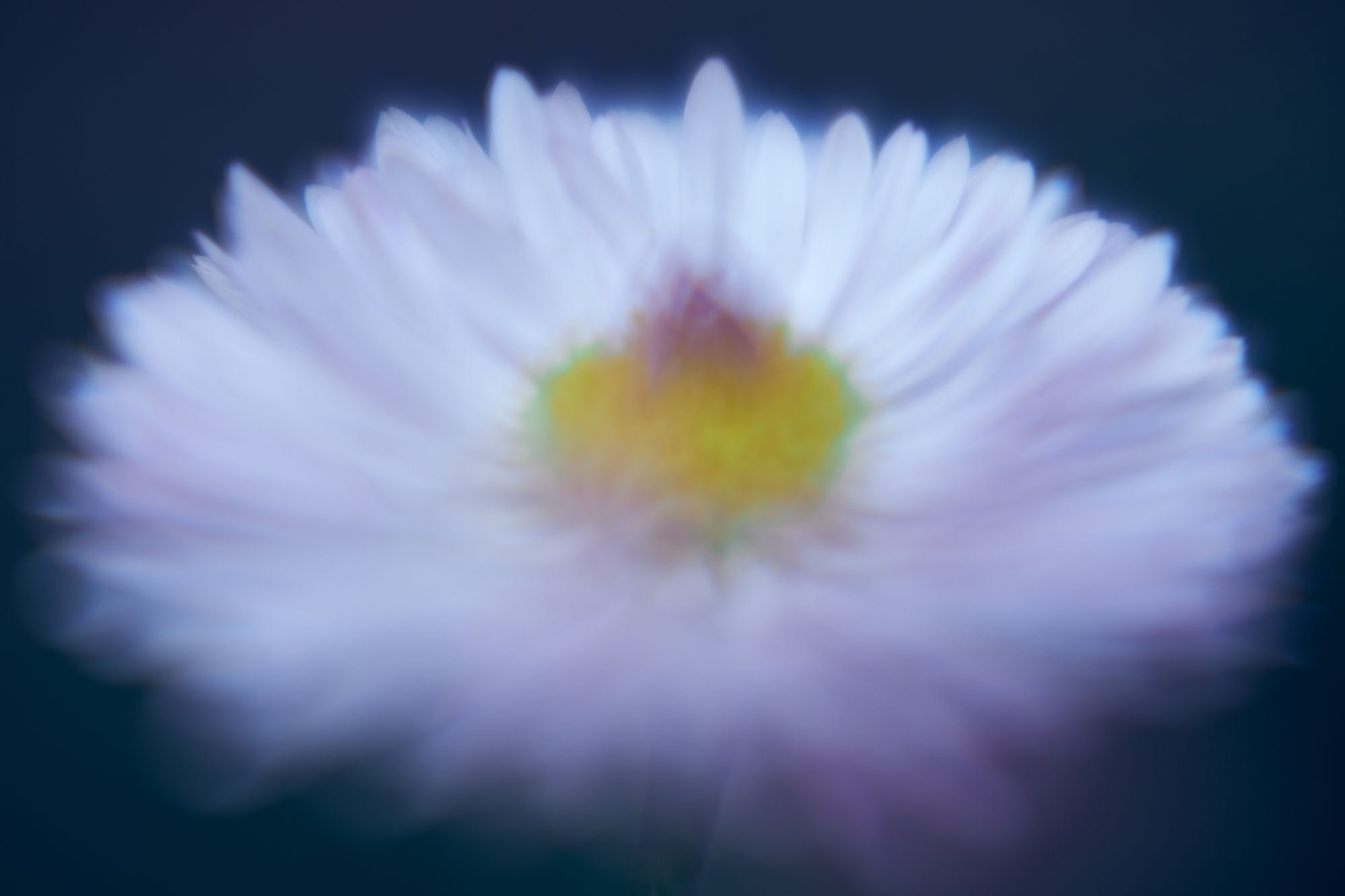 Макро-абстракция «Эфемерность» | Лимитированная серия. Sandra Marselly | Абстрактная Макро-Фотография