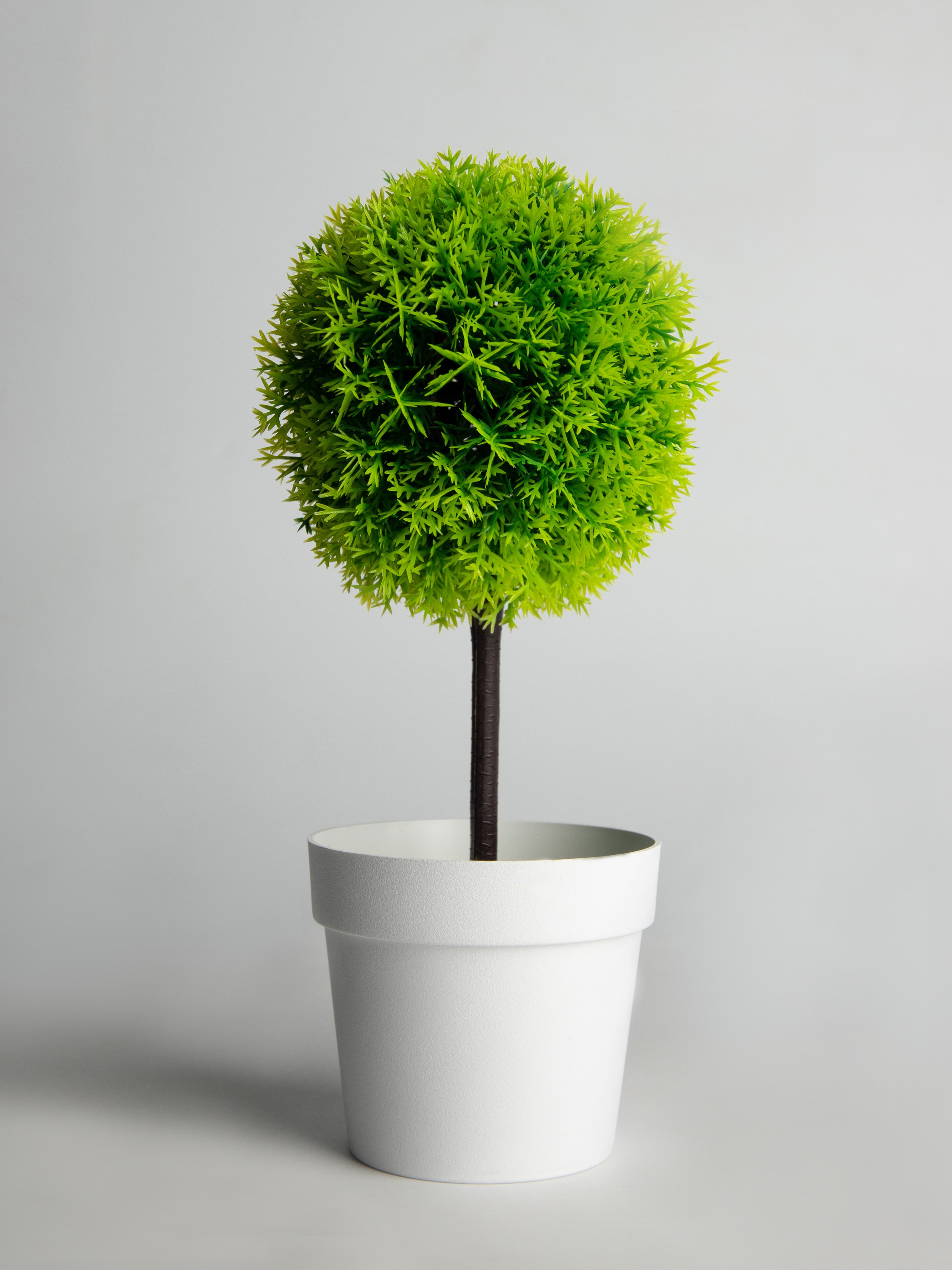 Декоративные деревья. Коммерческий фотограф в Санкт-Петербурге (СПб) Екатерина Панчёха, Панчёшка