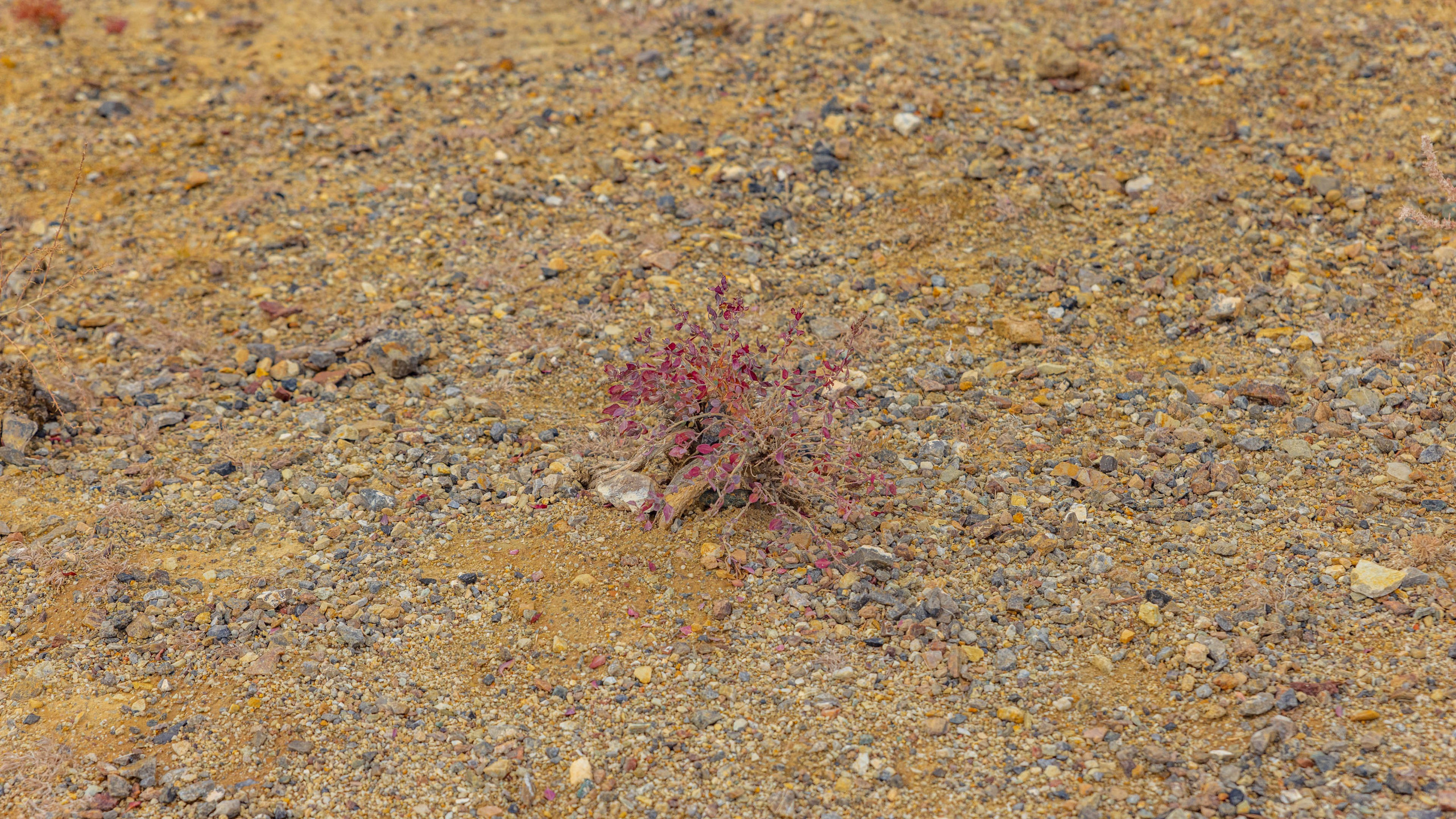 2025 09 Алтай. Чуйский тракт. Фотографии