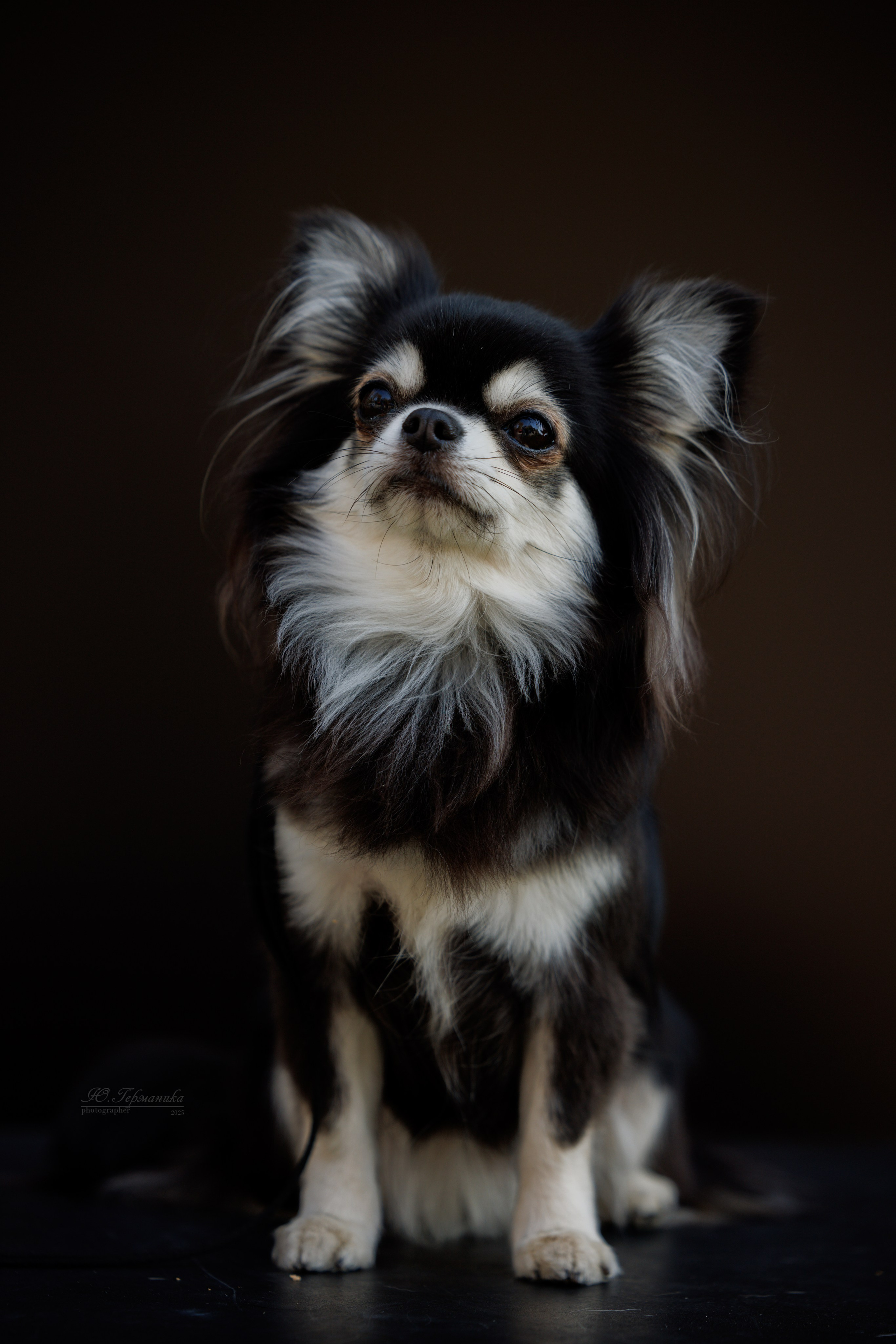 Ташкент 3хCACIB 3-5.10.2025. Фотограф-анималист Юлия Германика