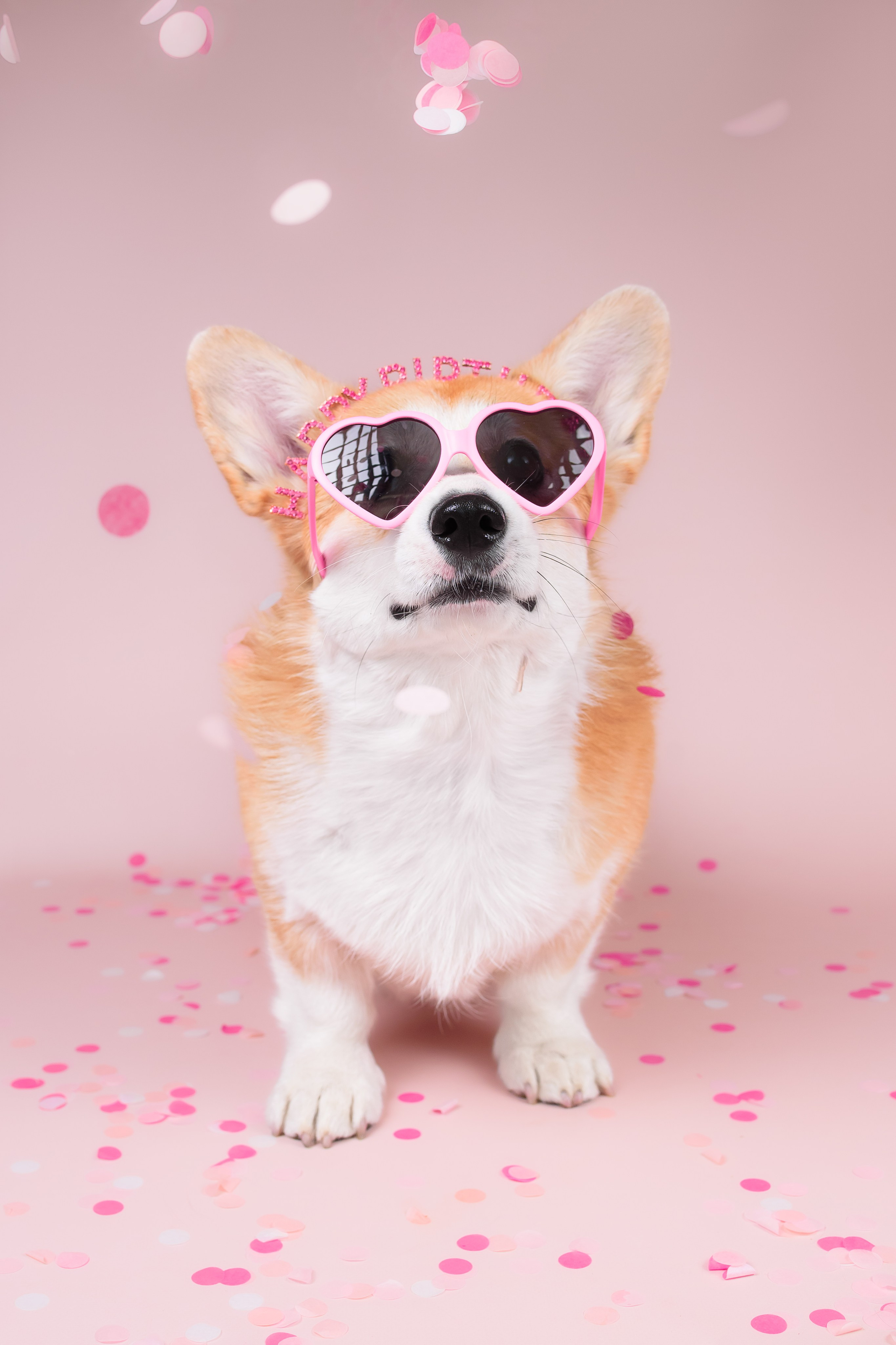 Лея ДР — 25.05.2024. Фотограф — Анималист | Анна Абрамова