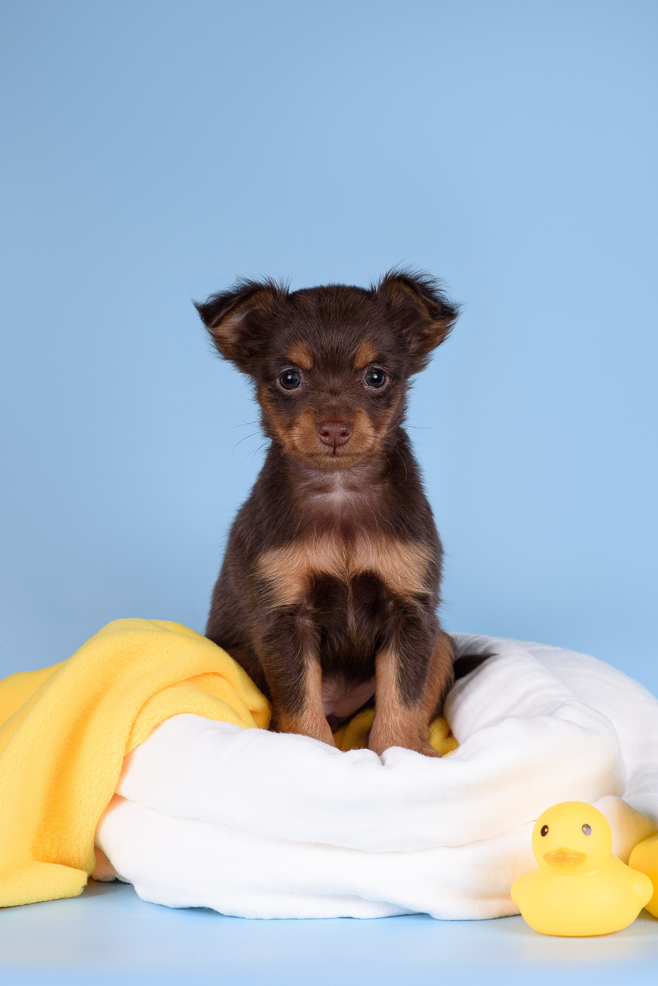 Щенки Пражских крысариков -13.04.2024. Фотограф — Анималист | Анна Абрамова