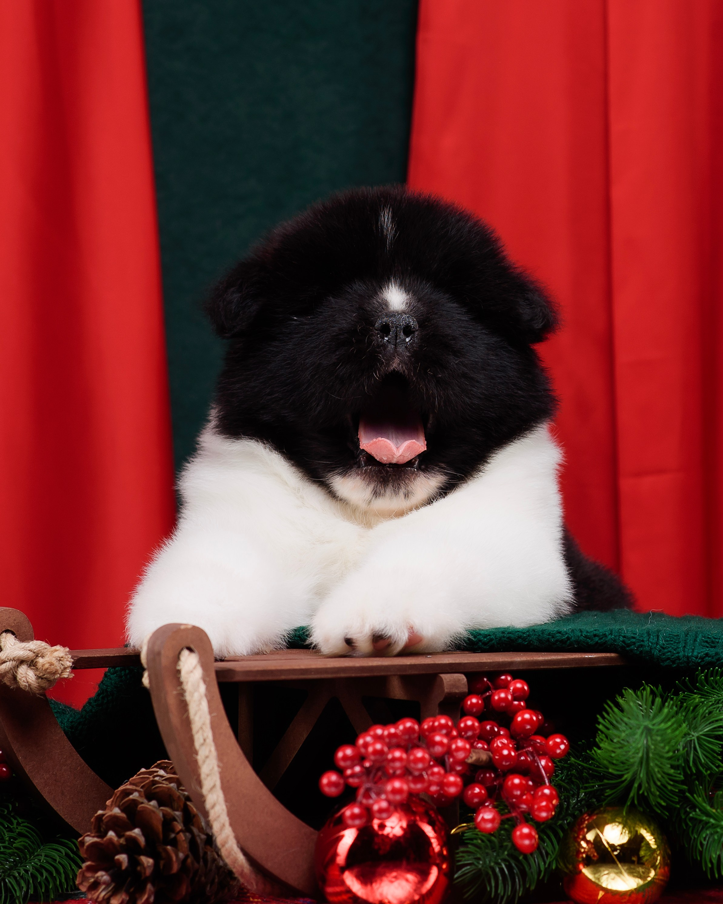 Щенки Американской Акиты. Фотограф — Анималист | Анна Абрамова