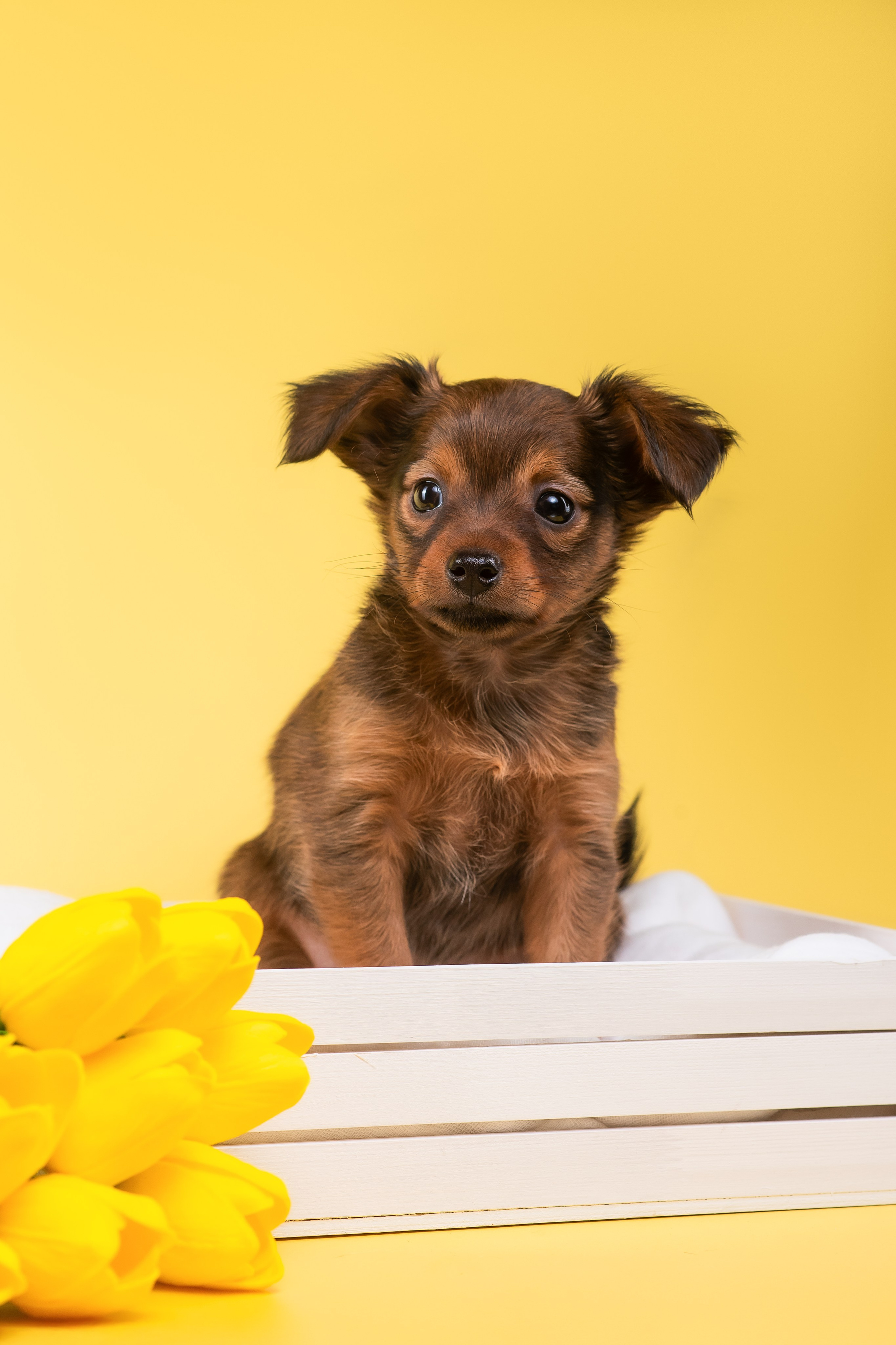 Пражские крысарики — 02.04.2025. Фотограф — Анималист | Анна Абрамова