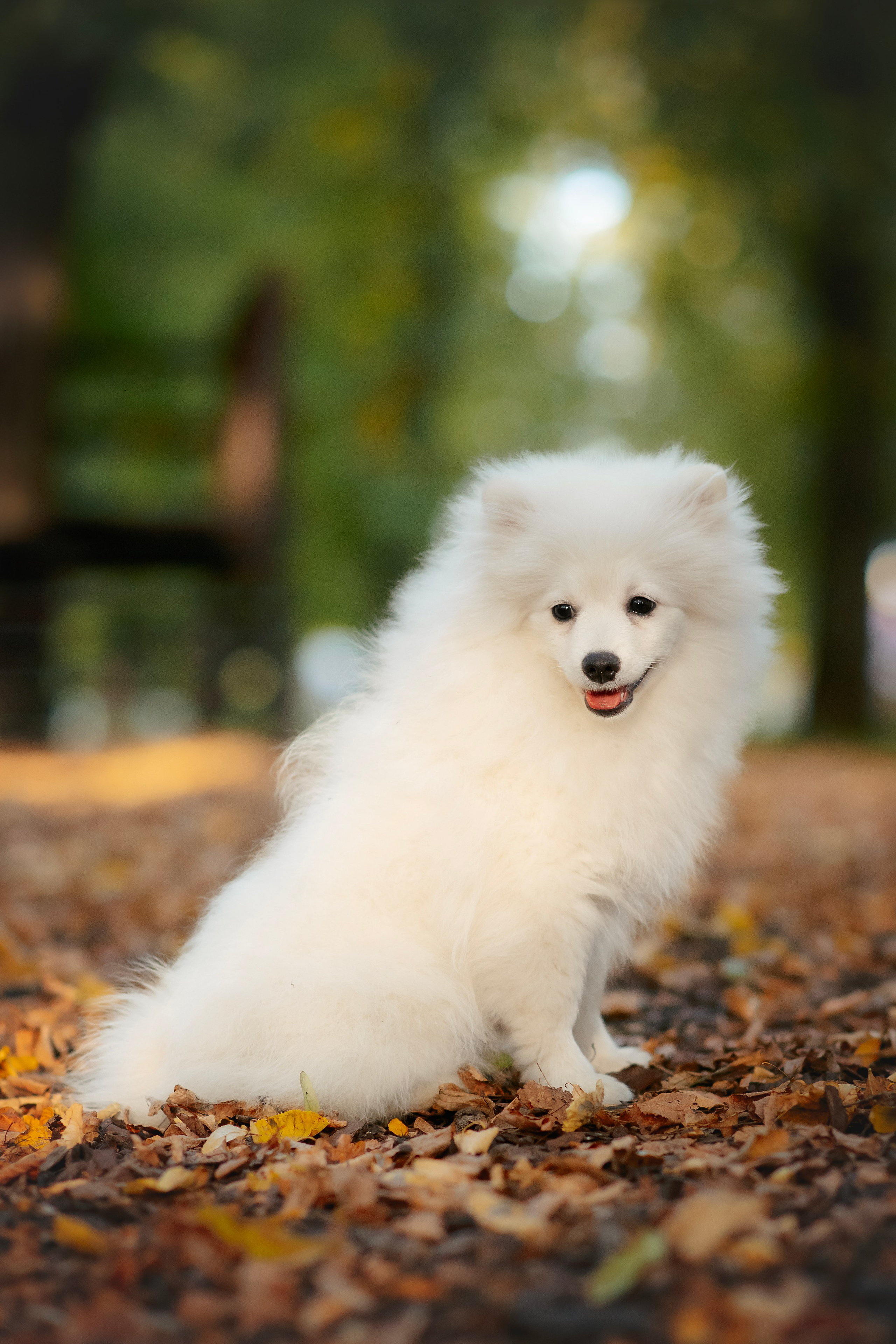 Малый немецкий шпиц — 18.09.2025. Фотограф — Анималист | Анна Абрамова