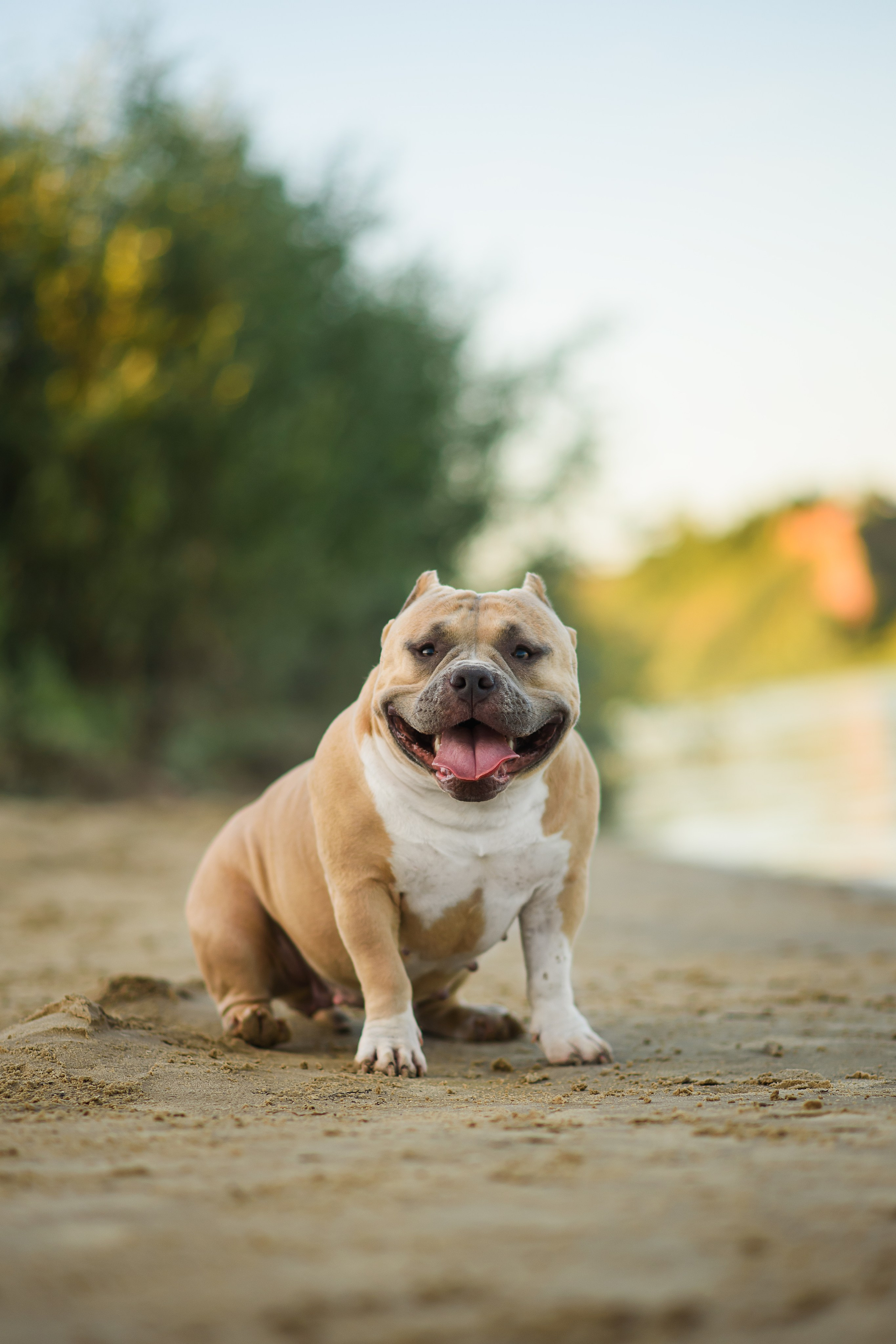 Тея — Амбулли — 23.07.2024. Фотограф — Анималист | Анна Абрамова