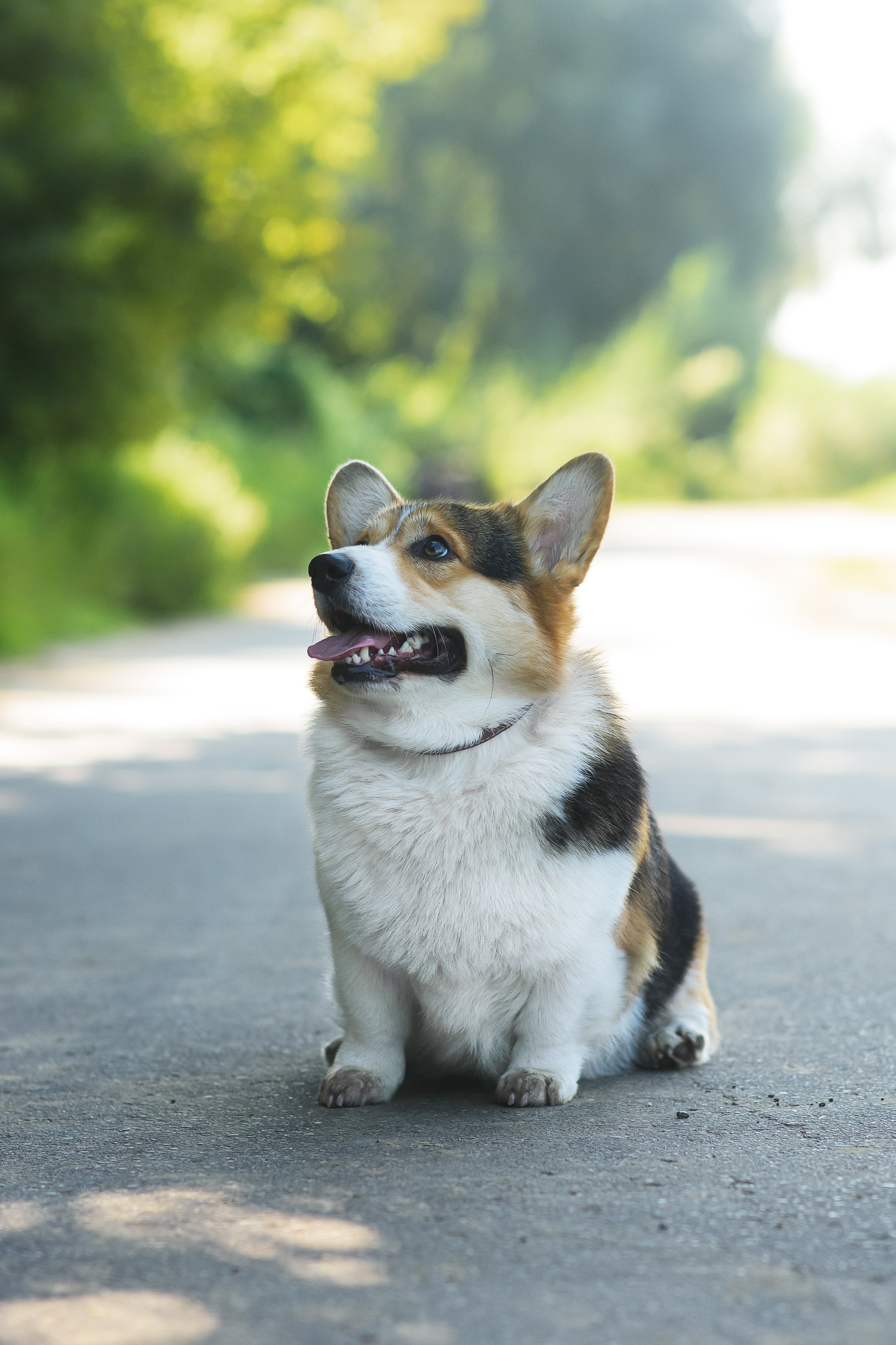 Майк и Лея — 29.08.2024. Фотограф — Анималист | Анна Абрамова