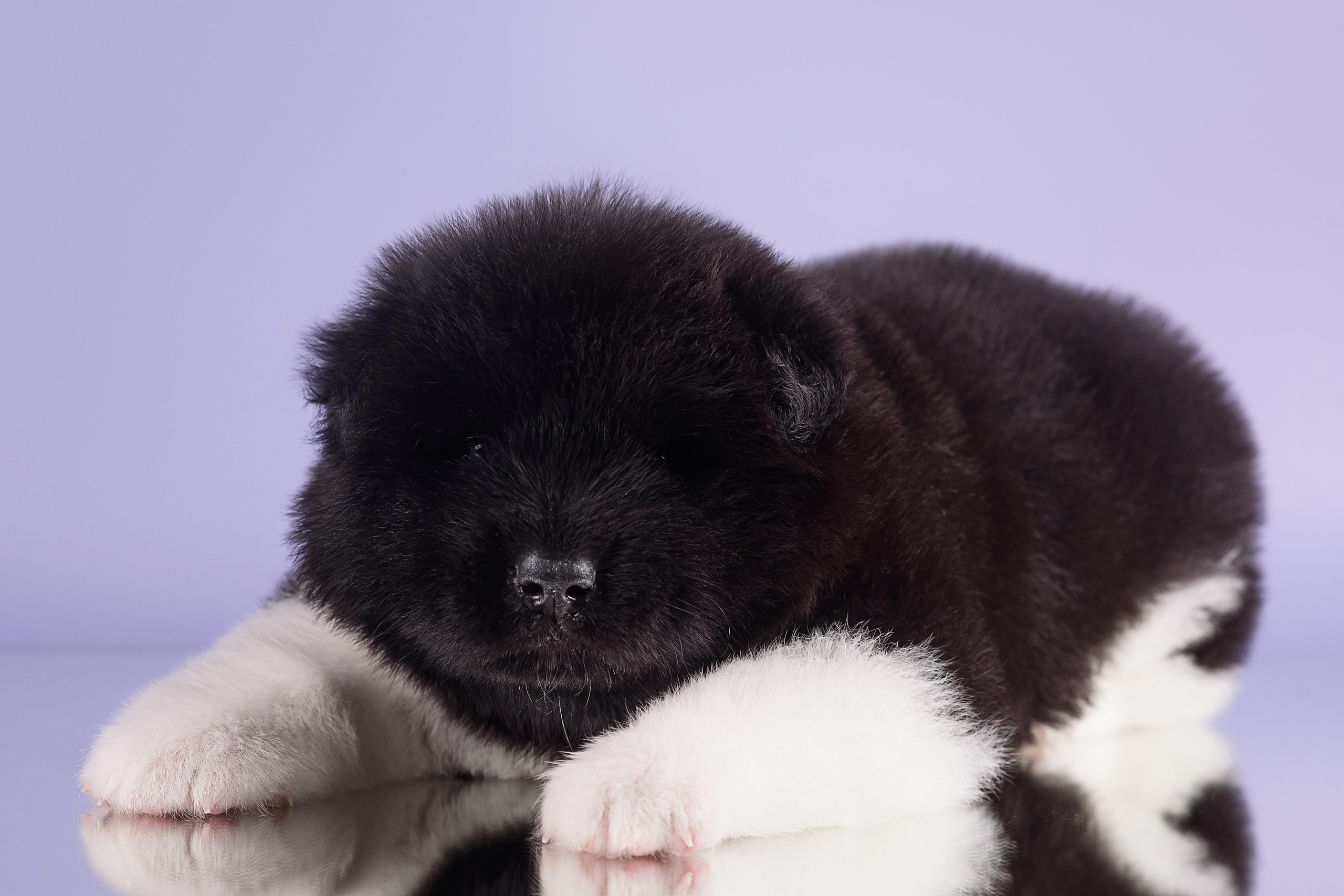 Щенки Американской Акиты — 04.11.2024. Фотограф — Анималист | Анна Абрамова