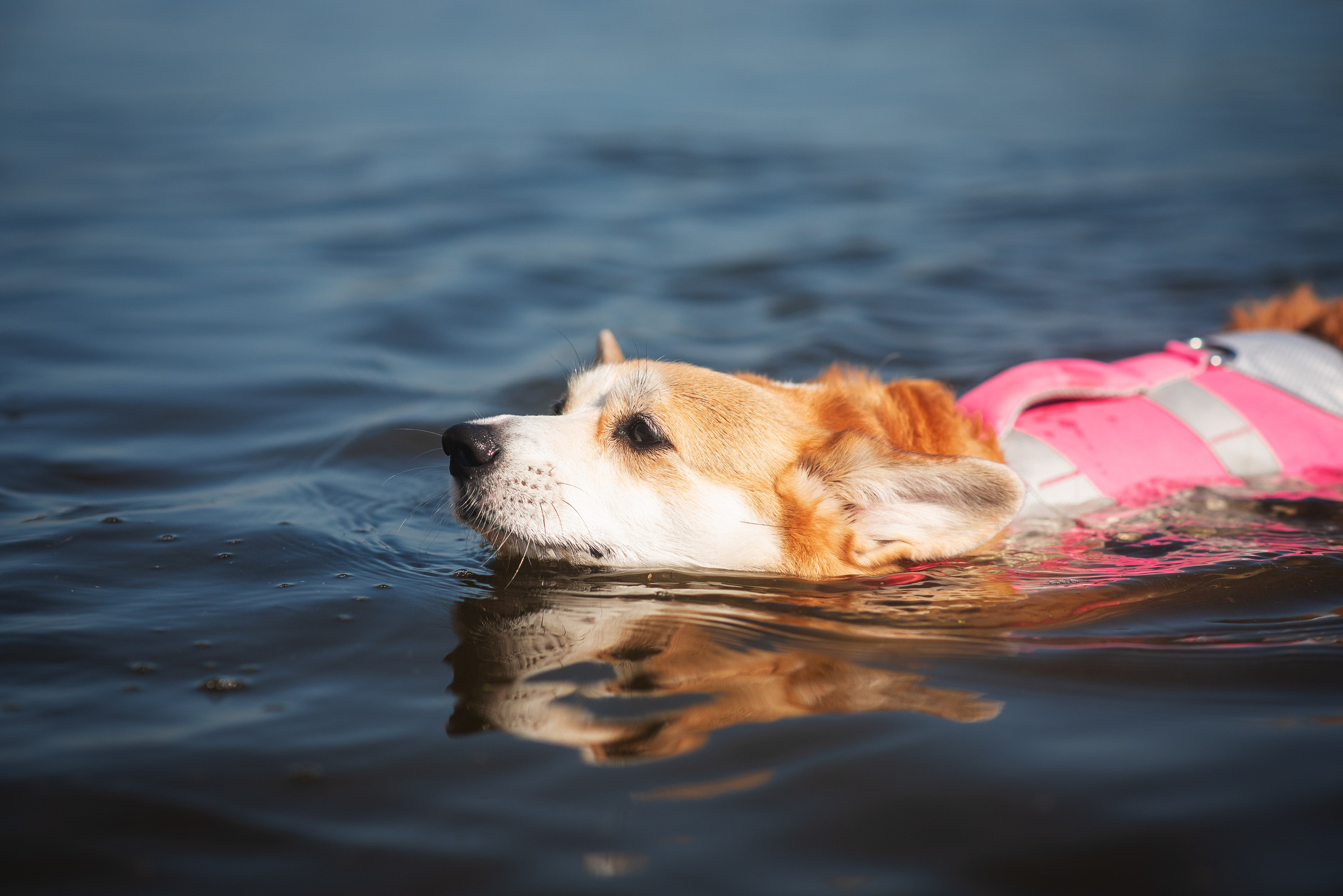 Майк и Лея — 29.08.2024. Фотограф — Анималист | Анна Абрамова