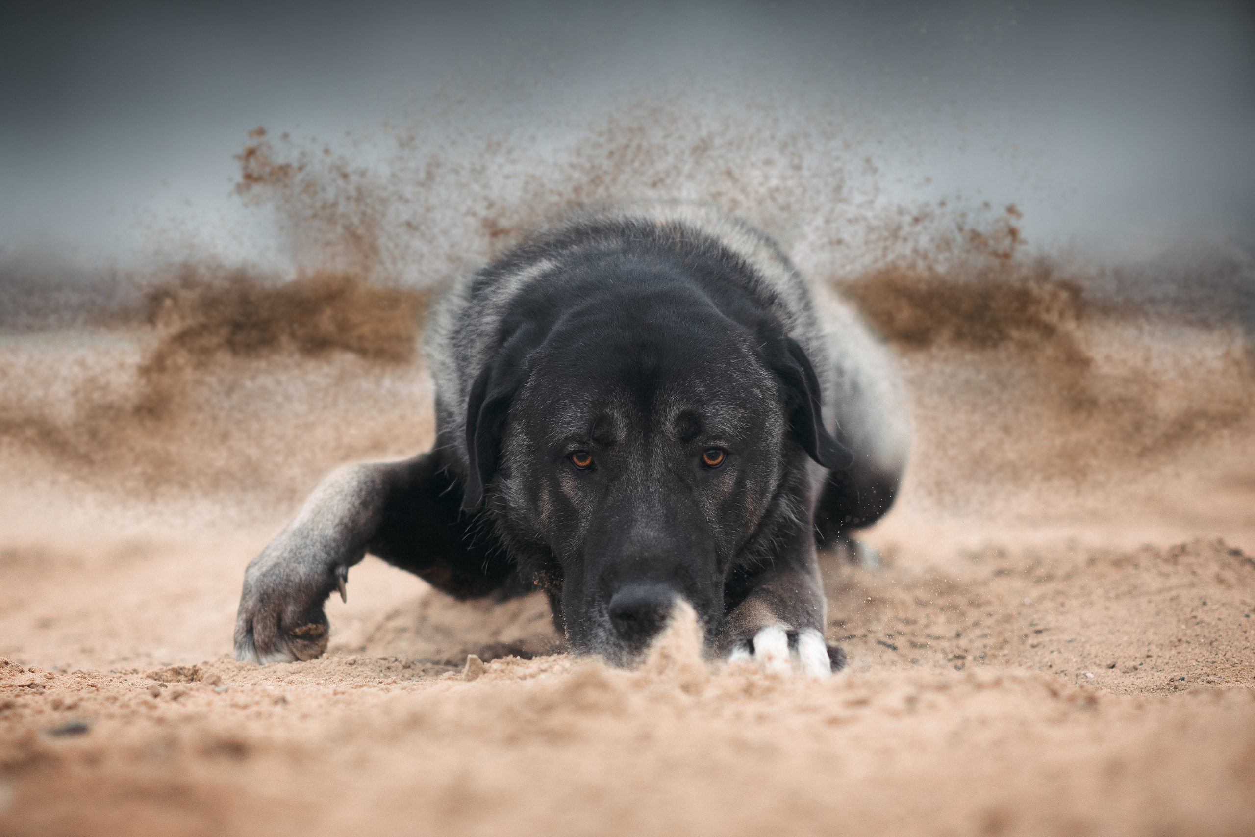 Турецкий кангал Дикили — 20.10.2024. Фотограф — Анималист | Анна Абрамова