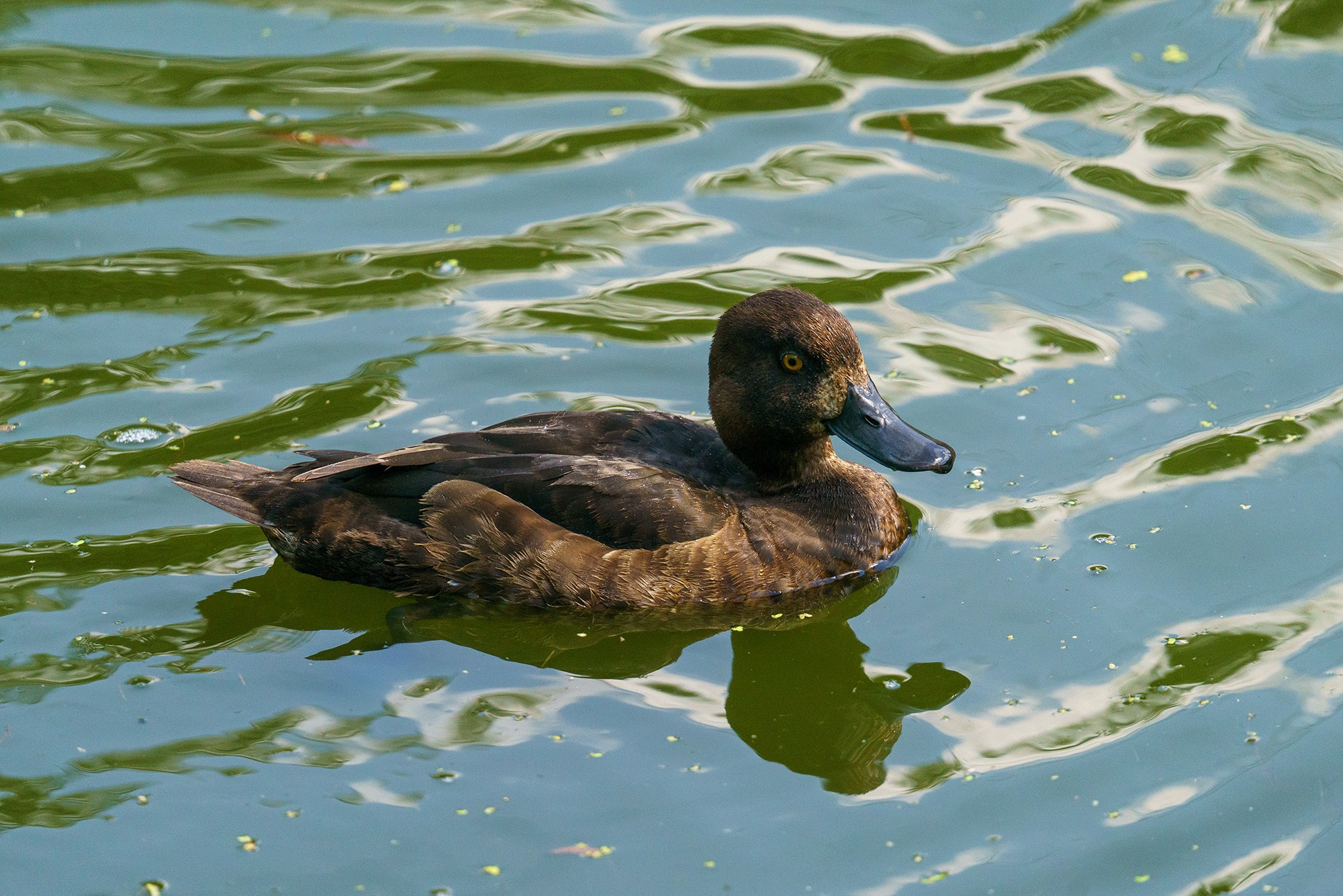 Удивительные мир птиц. Вокруг нас столько прекрасного — присмотритесь!. Ваш личный фотограф Марина Волкова