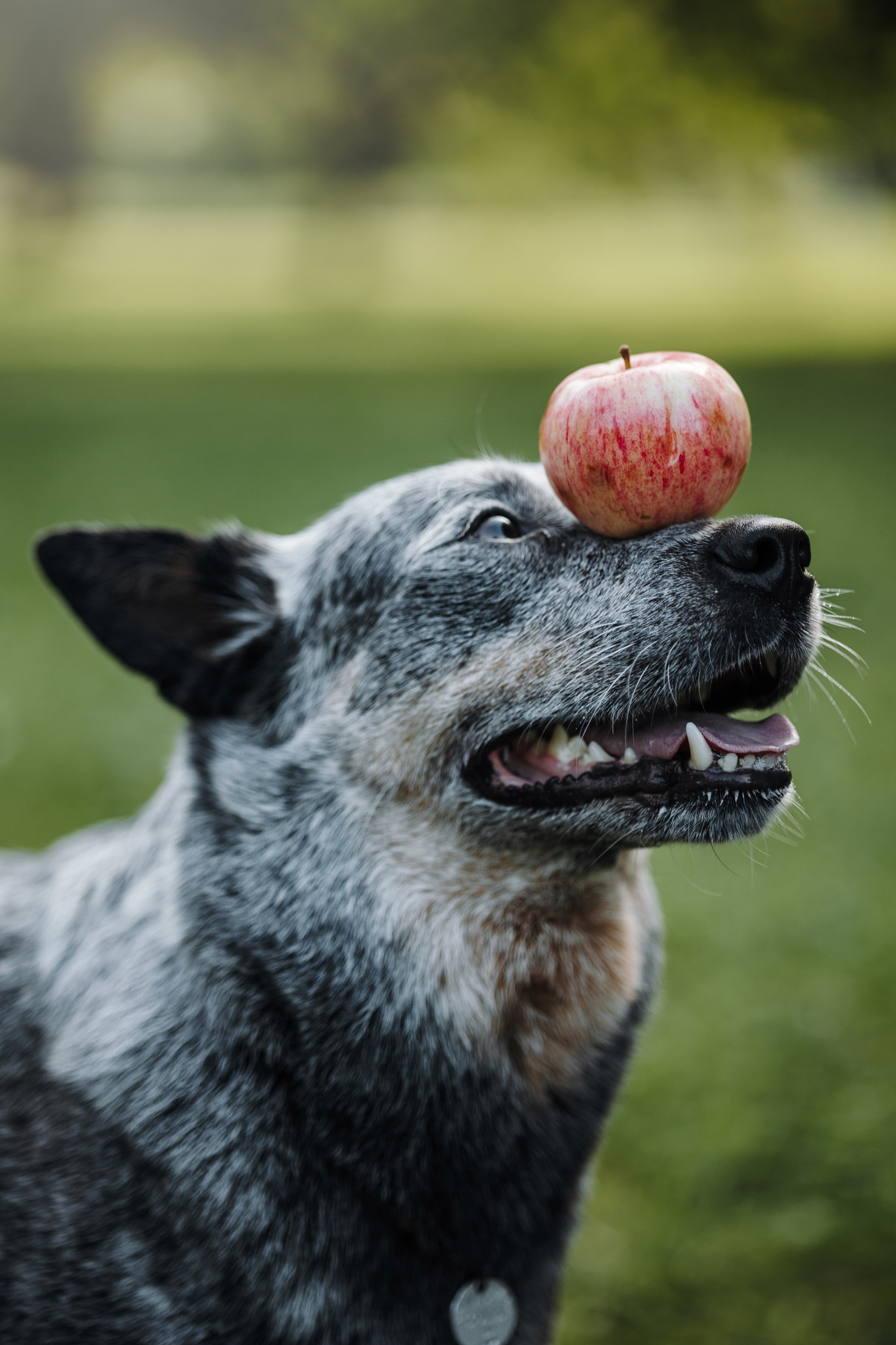 Кода и ее семья. Фотограф — Анималист | Санкт-Петербург