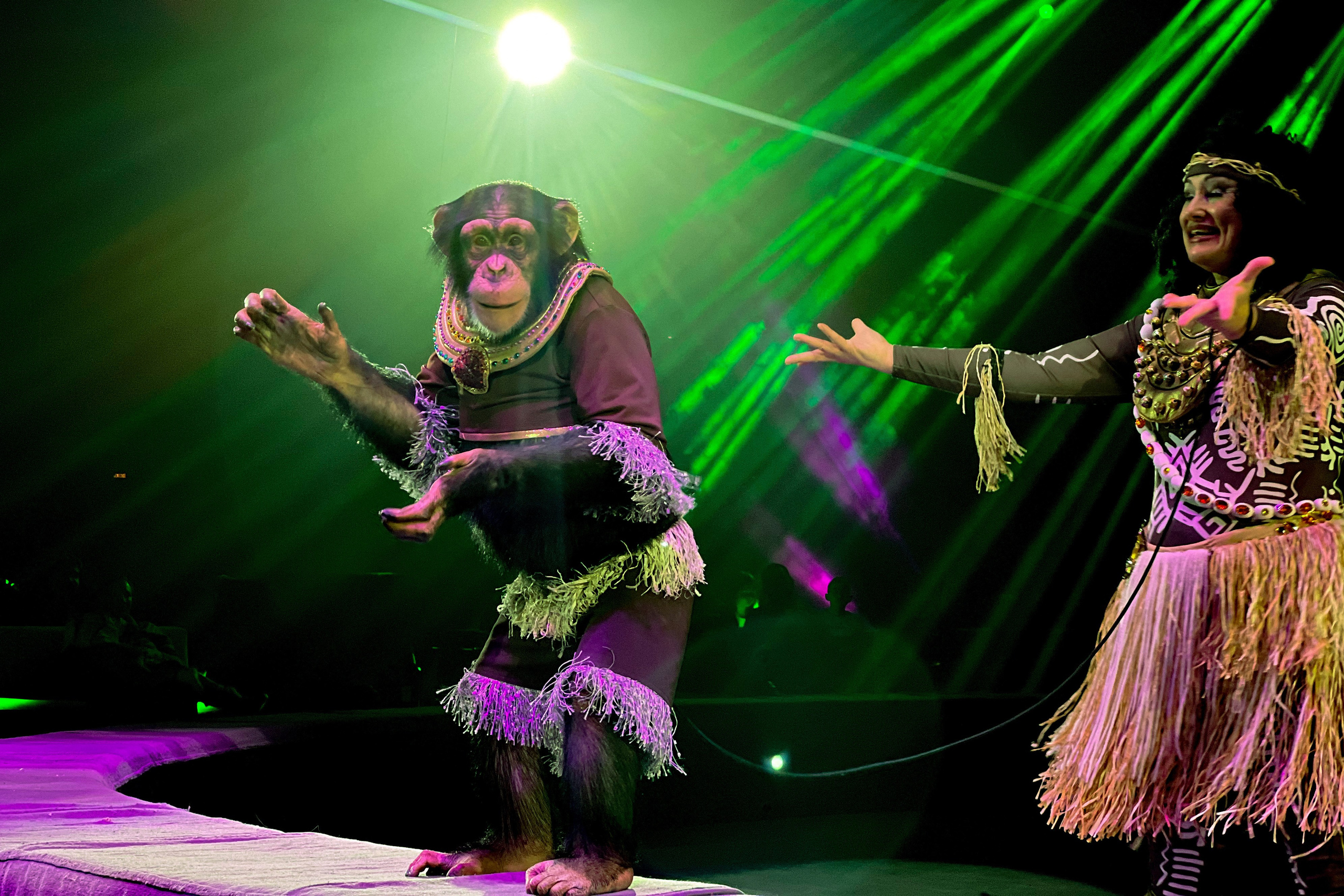 Цирк Братьев Запашных. Фотограф и видеограф Евгений Романов Санкт-Петербург