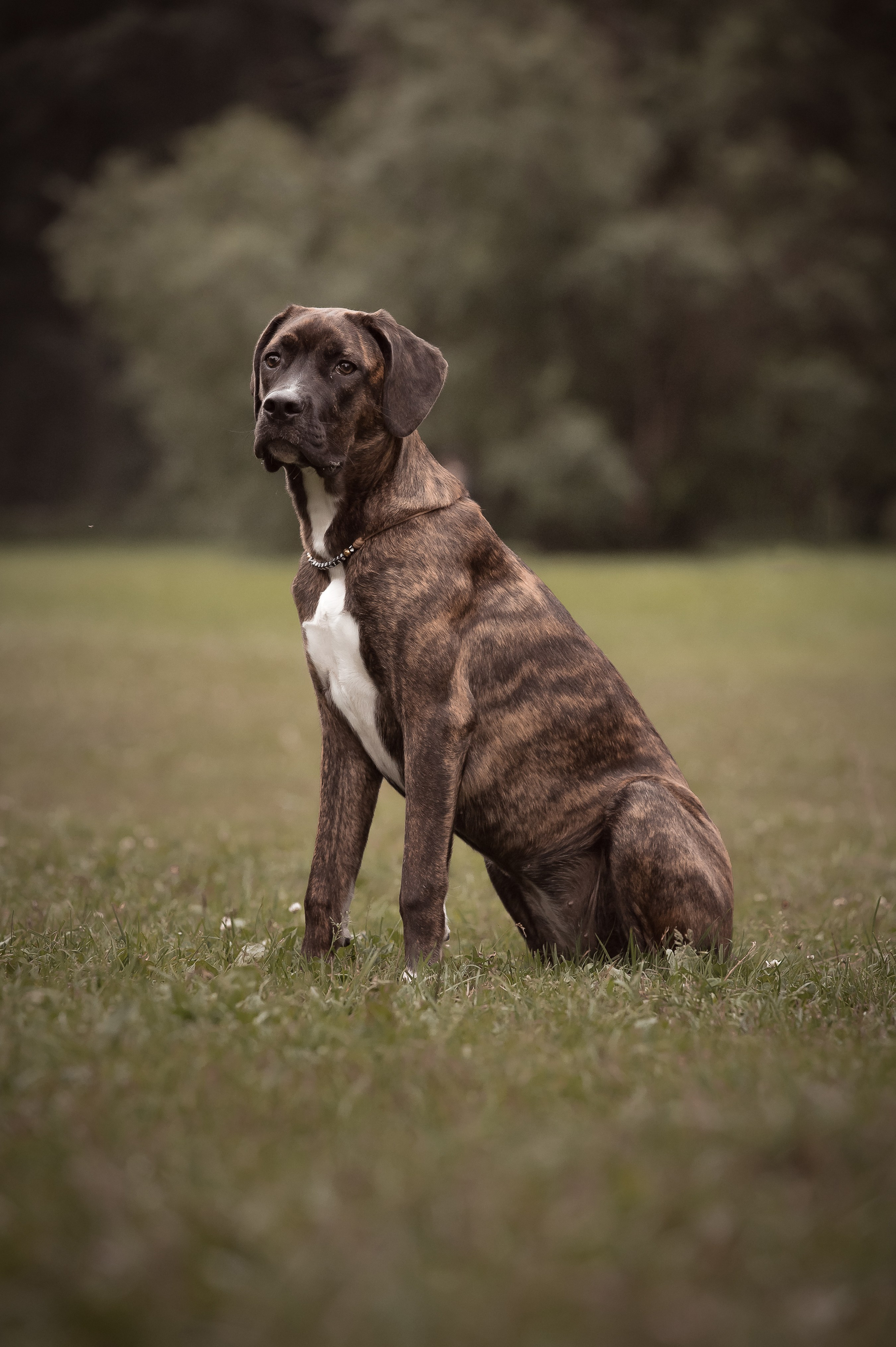 Собаки. Фотограф-анималист в Санкт-Петербурге Анастасия Иванова