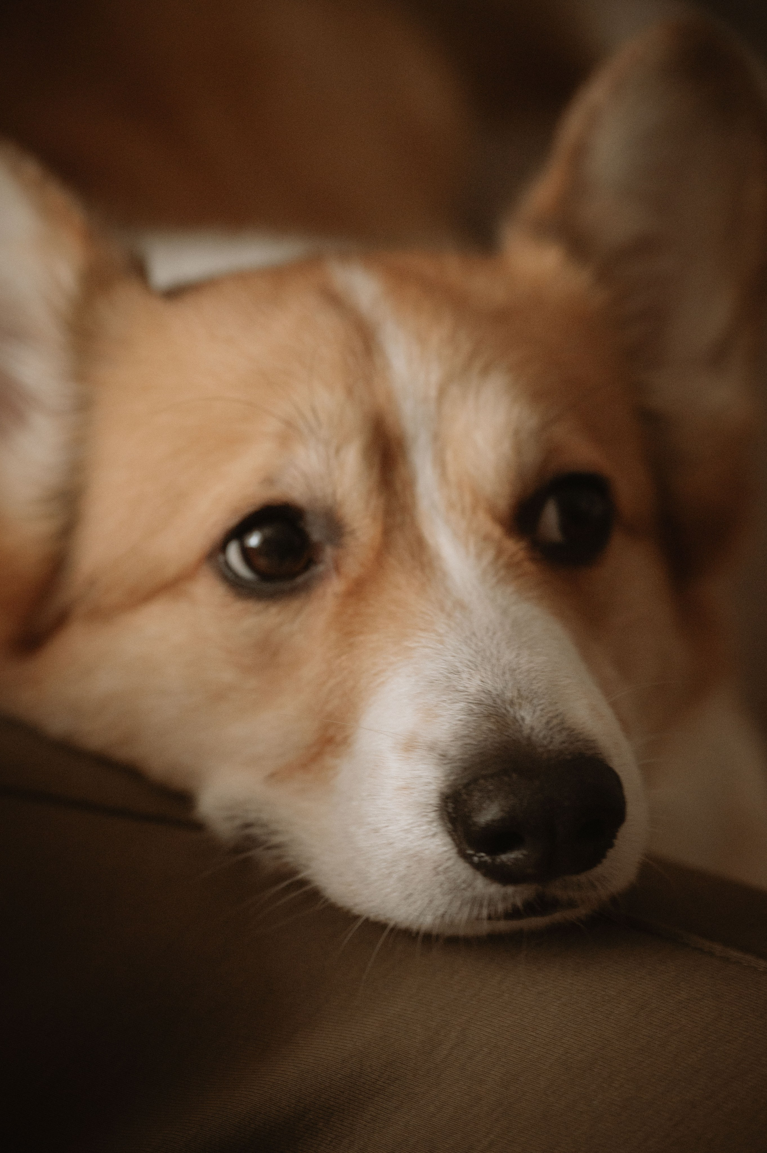 Лизавета, Никита и Мирослава. Фотограф беременности и семьи, домашние съемки, Ньюборн