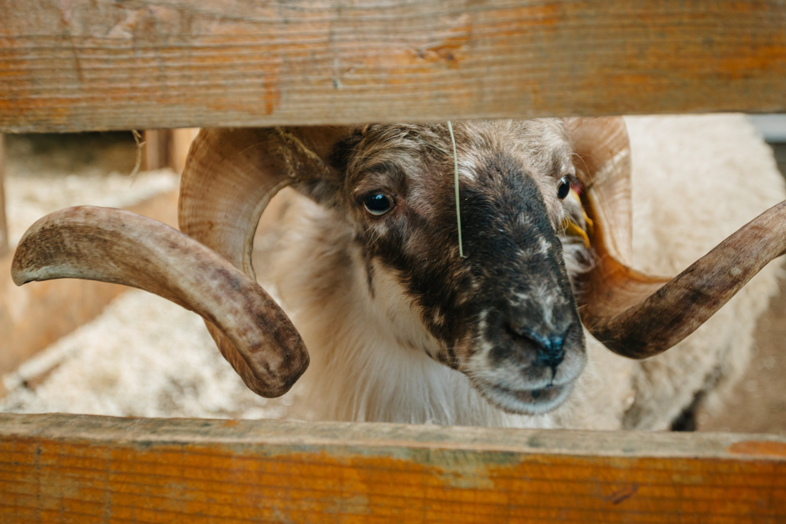 День рождения Марка. Андрей Партнов — фотогрраф, Москва