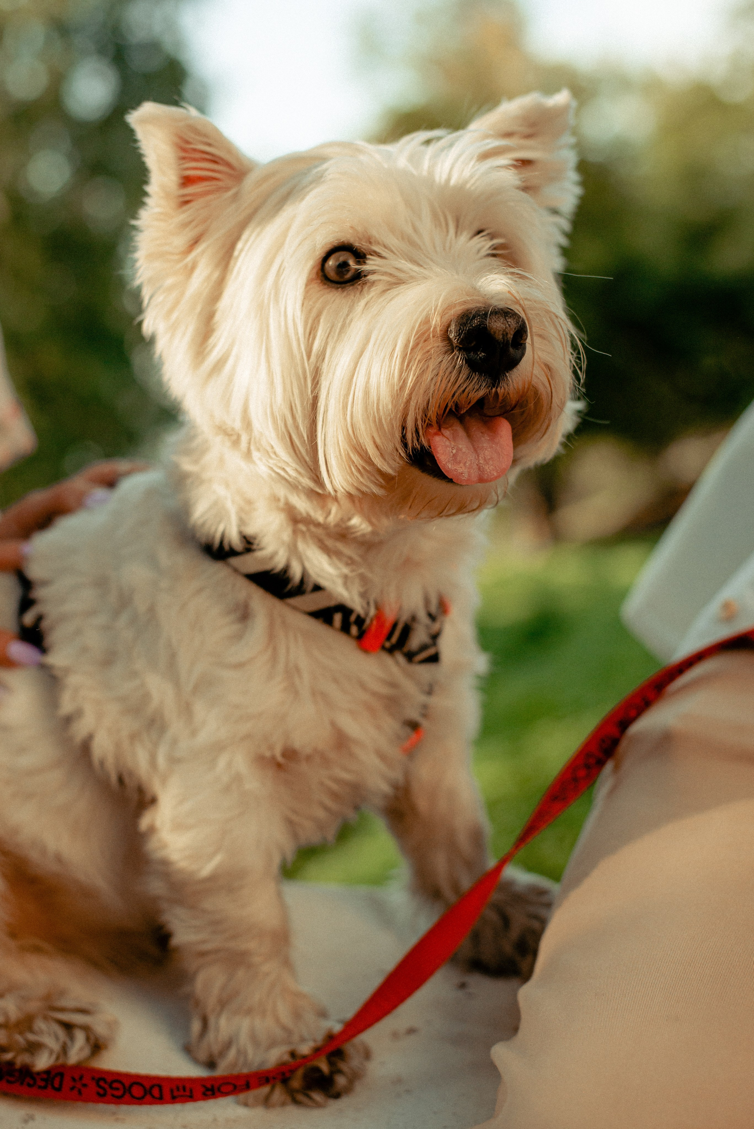 Семен, Валя и Цукат, Нижний Новгород. Семейный и детский фотограф Иваново Ксения Азаренкова