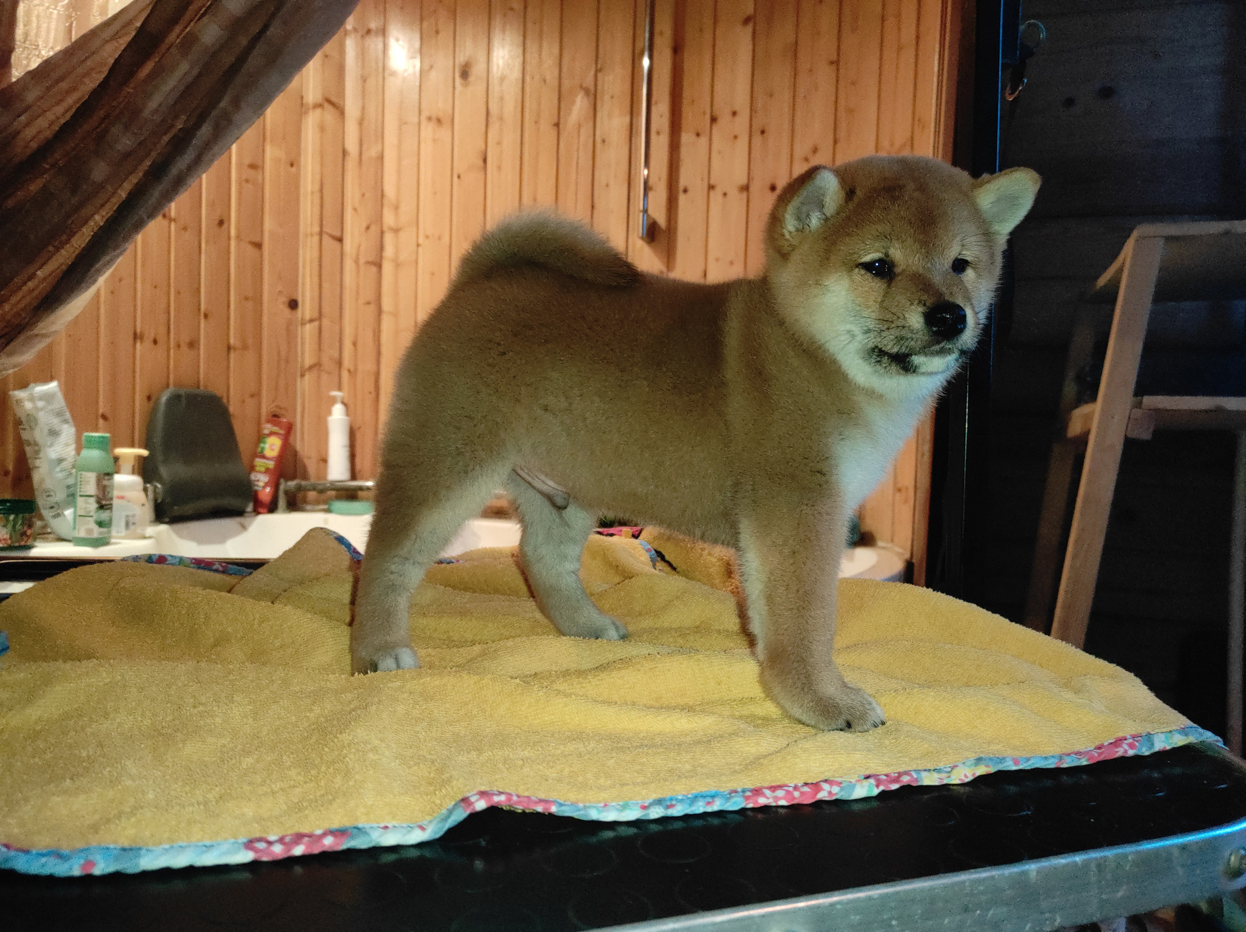 Rubylight Chester сиба питомник Рубилайт 