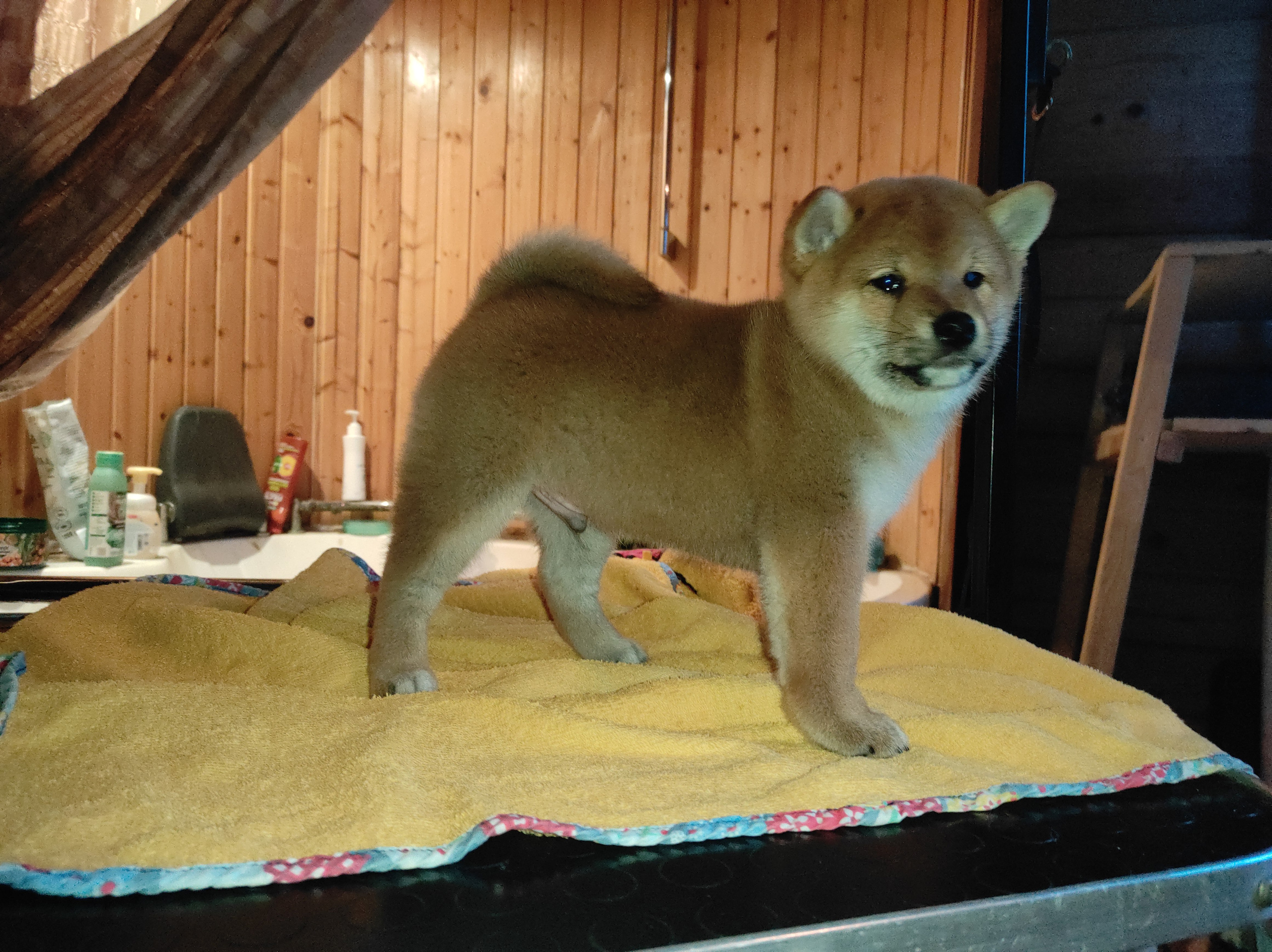 Rubylight Chester сиба питомник Рубилайт 