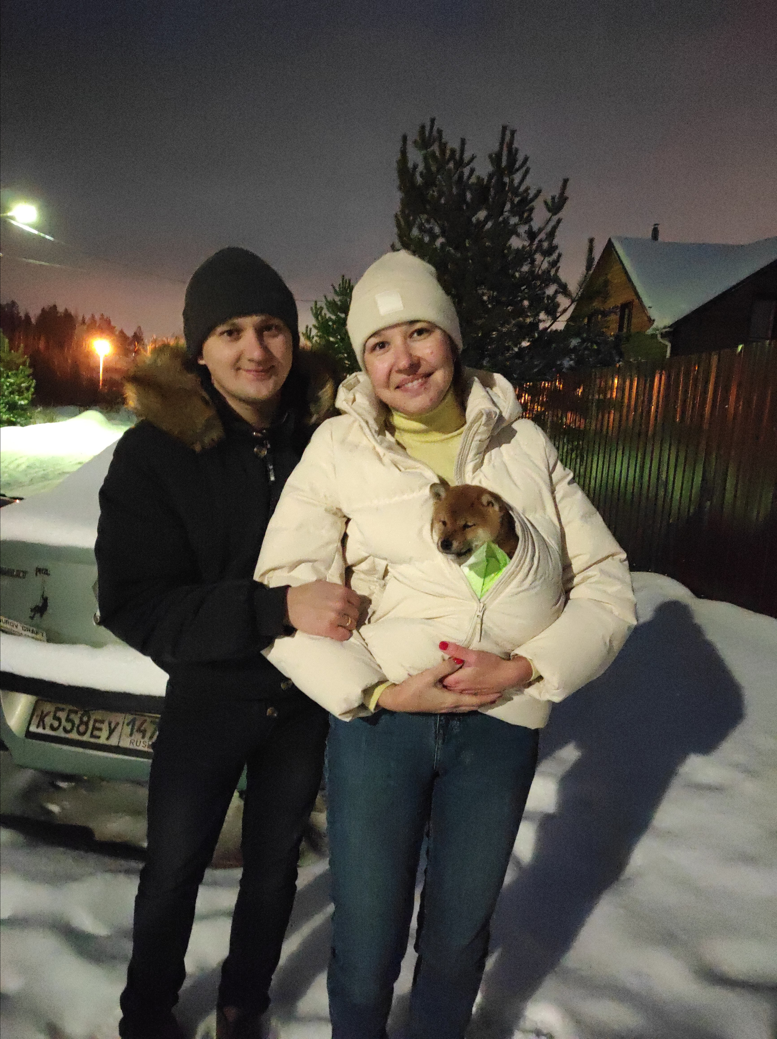 Rubylight Chester сиба питомник Рубилайт 