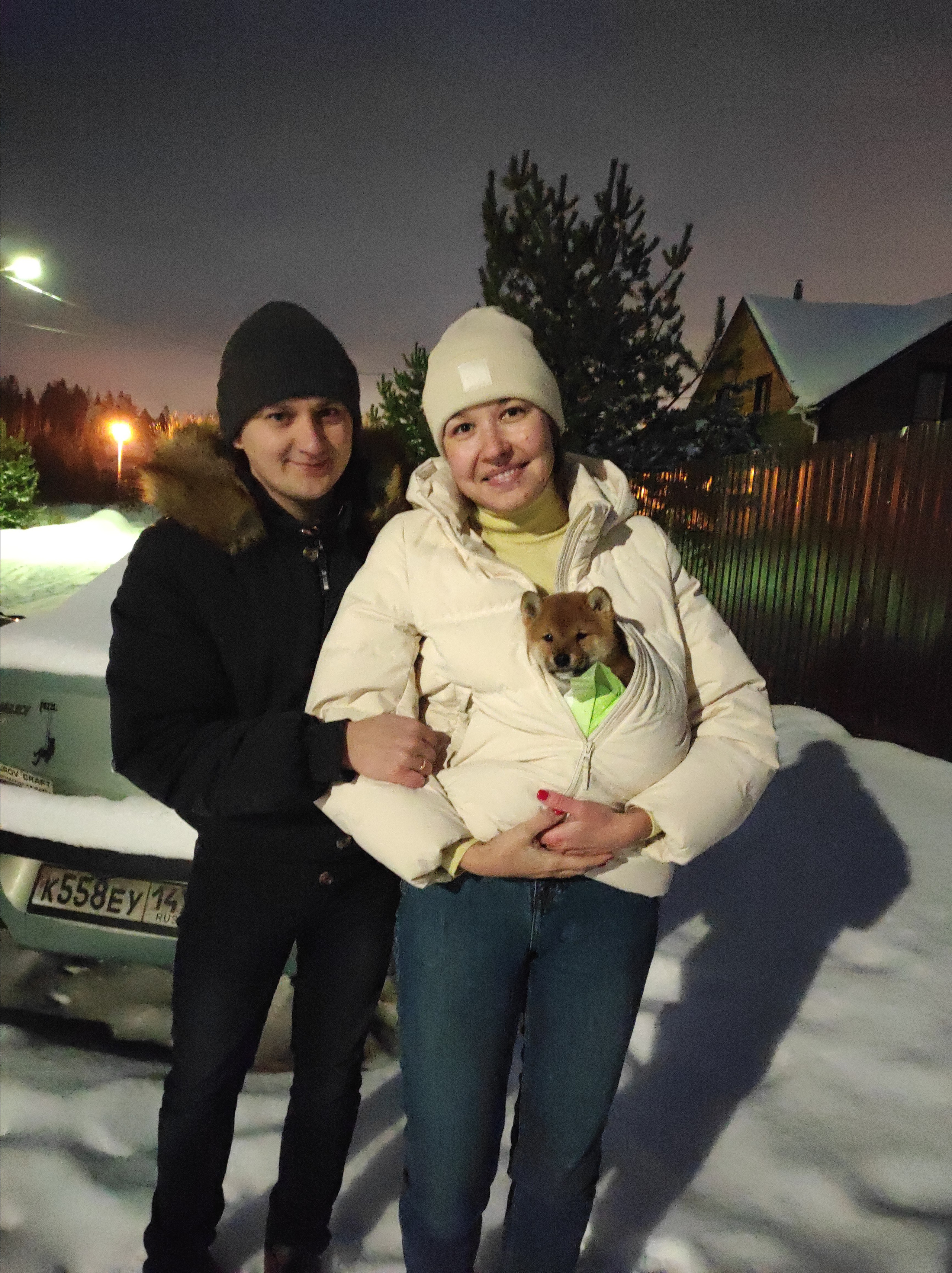 Rubylight Chester сиба питомник Рубилайт 