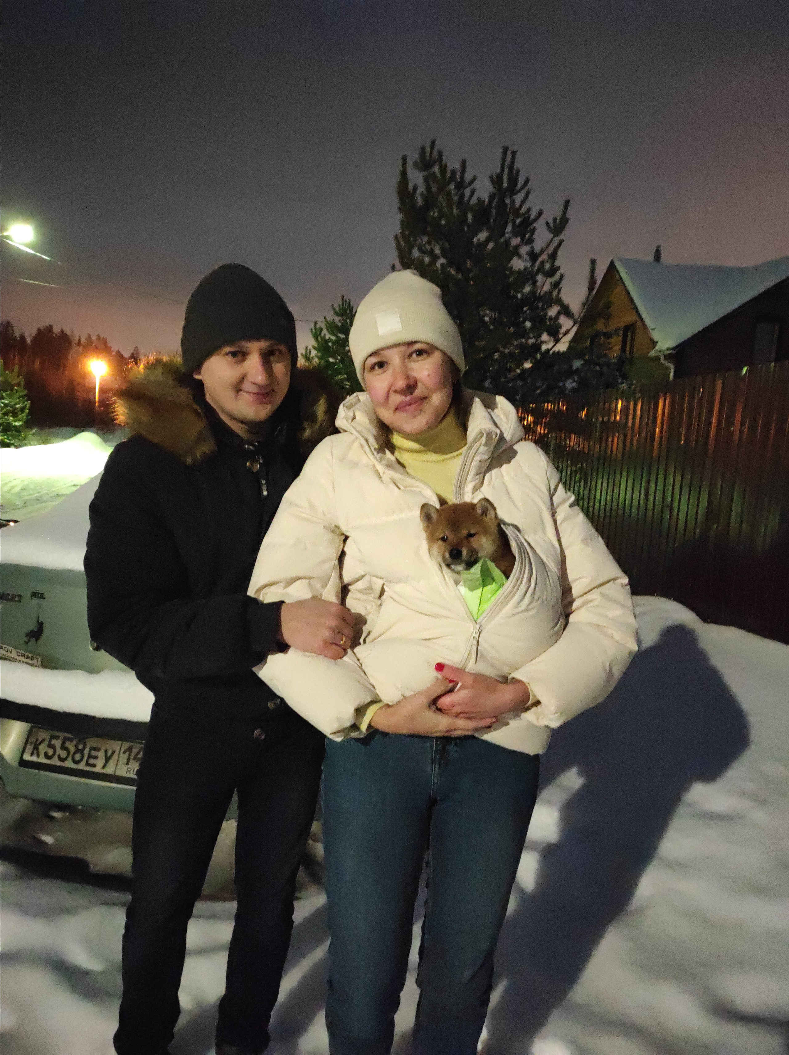 Rubylight Chester сиба питомник Рубилайт 