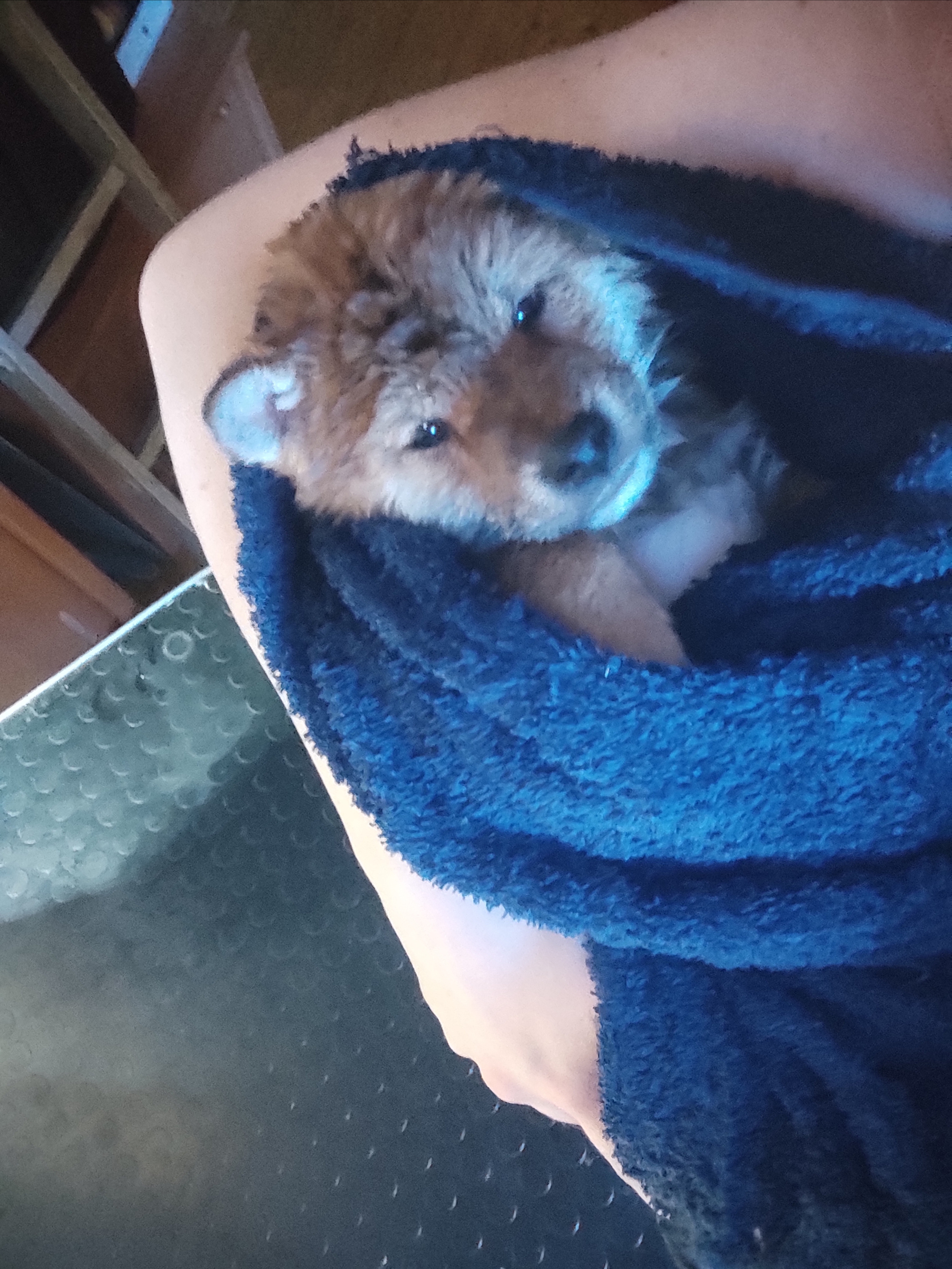 Rubylight Chester сиба питомник Рубилайт 